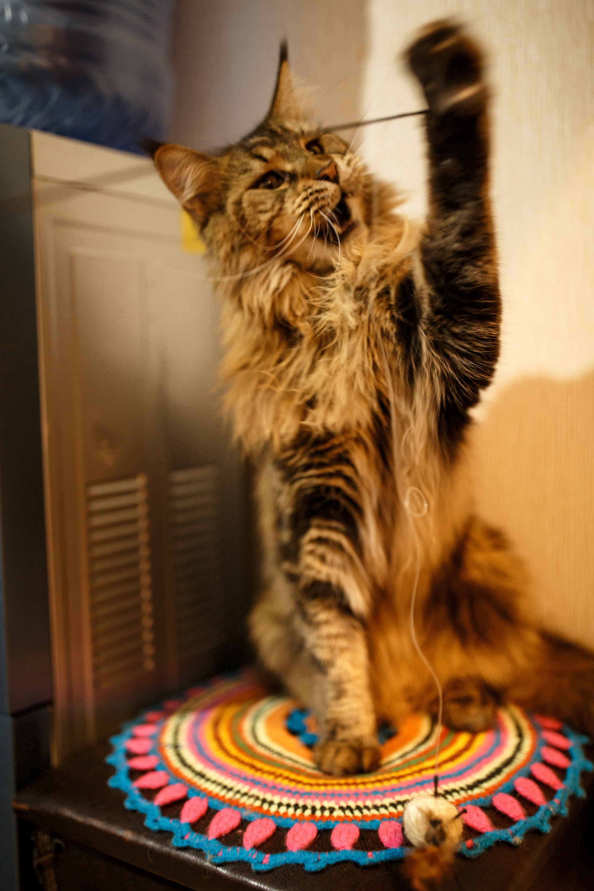 Рокки. Сергей Ветер, фотограф в Краснодаре