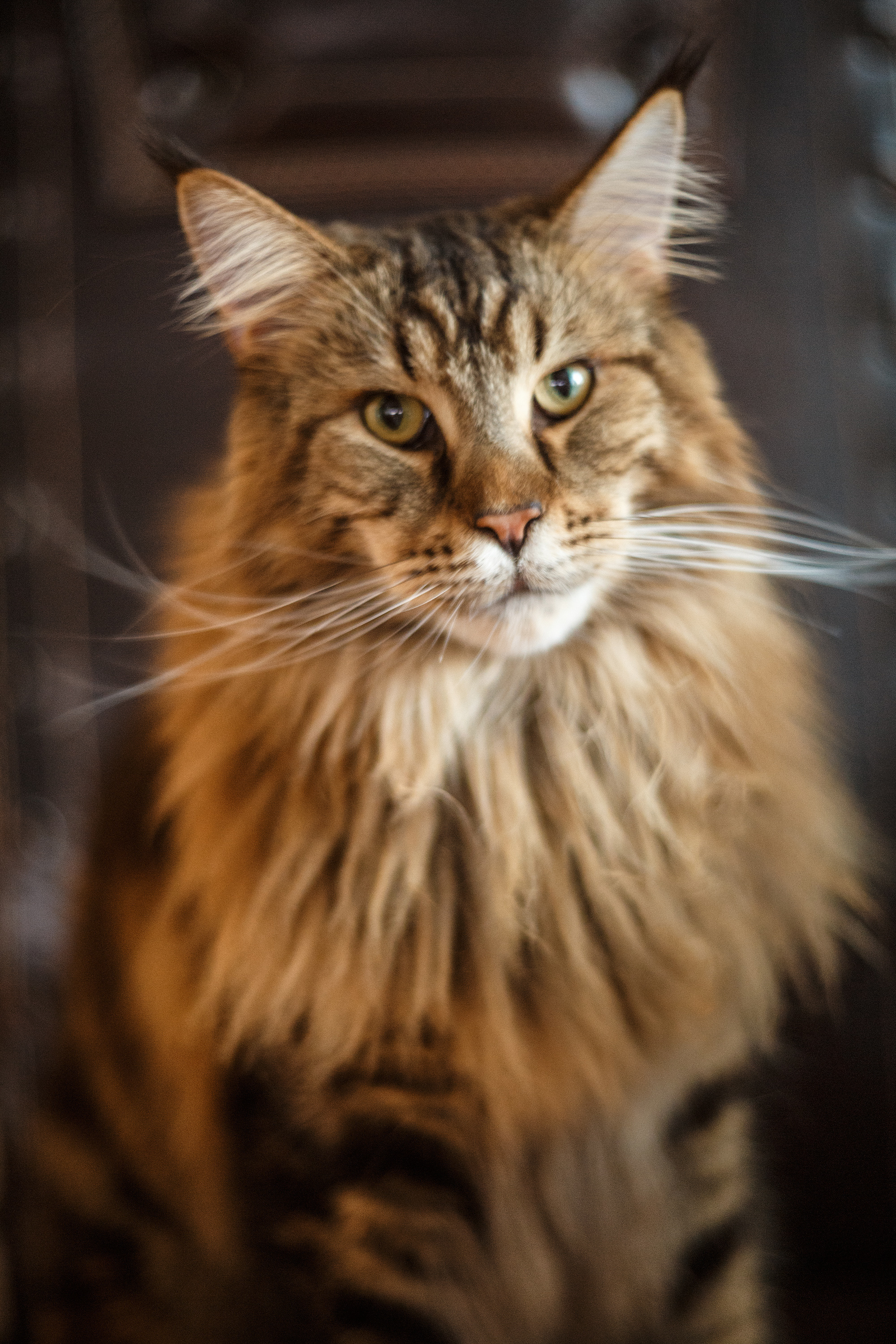 Рокки. Сергей Ветер, фотограф в Краснодаре