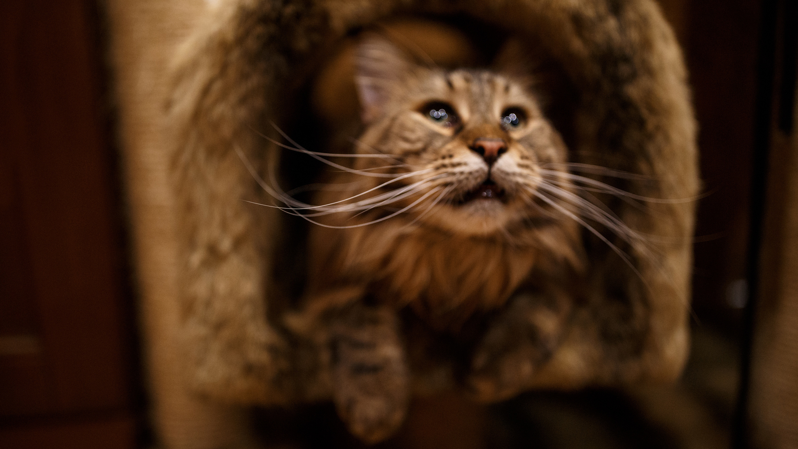 Рокки. Сергей Ветер, фотограф в Краснодаре