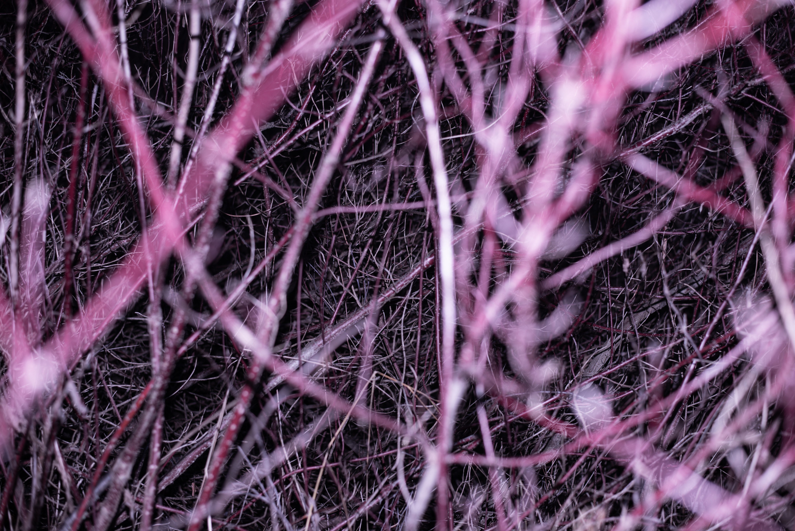 Inside Out (2024). Междисциплинарный художник и режиссер София Меликова