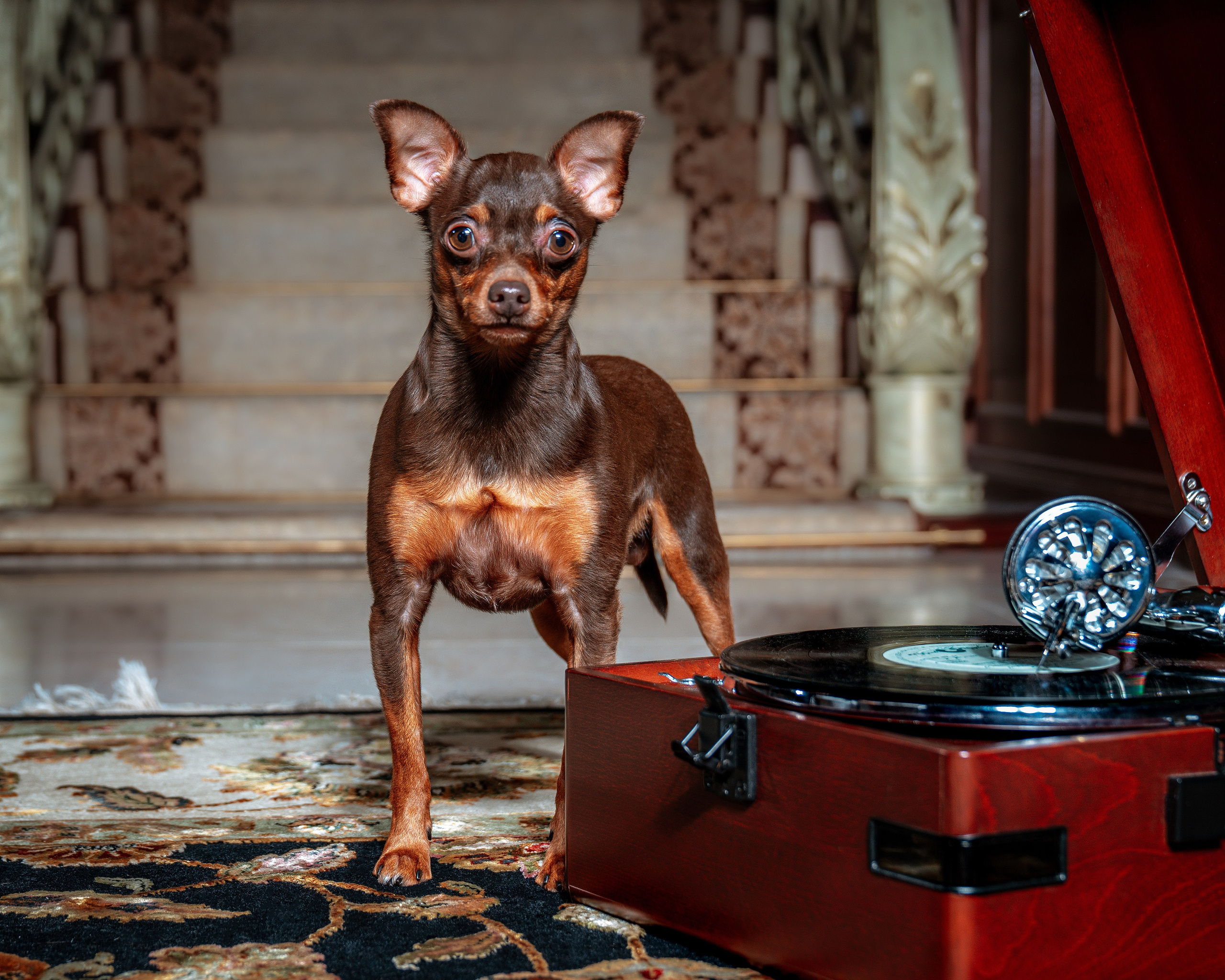 ФОТОПАМЯТЬ ВАШИХ ЭМОЦИЙ. Фотограф-анималист, семейный фотограф в Москве и Подмосковье. Фотосъёмка кинологических дисциплин