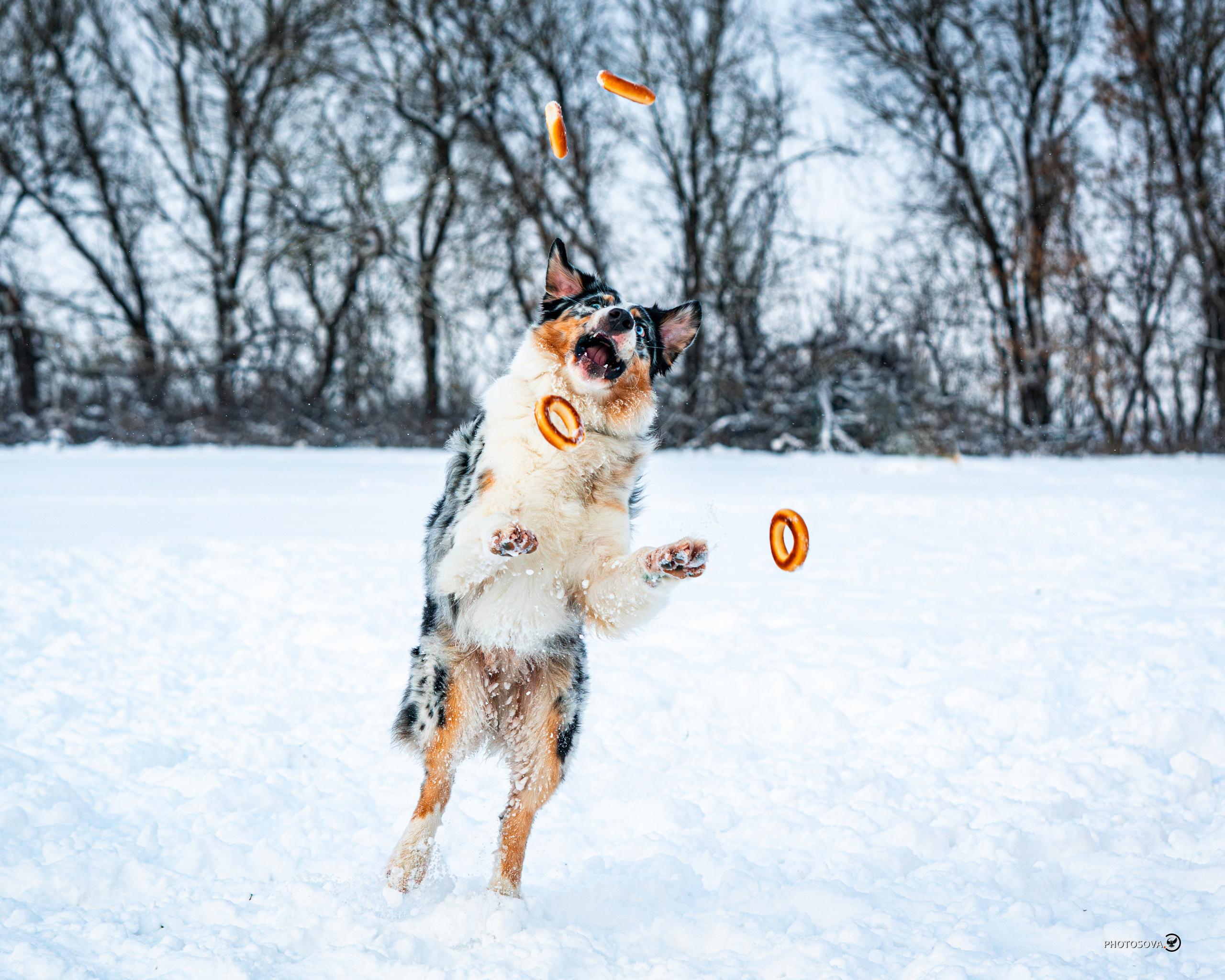 ФОТОПАМЯТЬ ВАШИХ ЭМОЦИЙ. Фотограф-анималист, семейный фотограф в Москве и Подмосковье. Фотосъёмка кинологических дисциплин