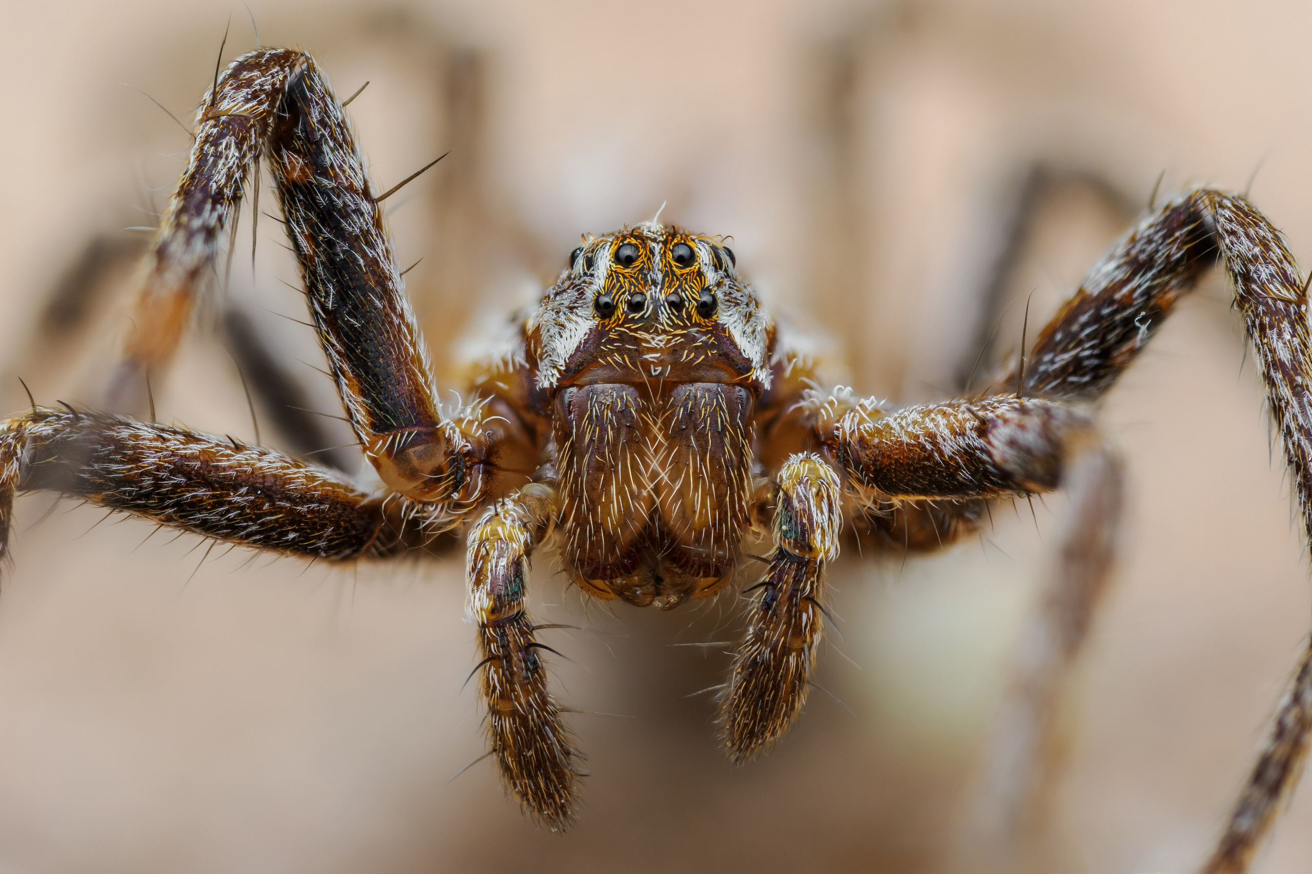 Портрет паука пизауры удивительной