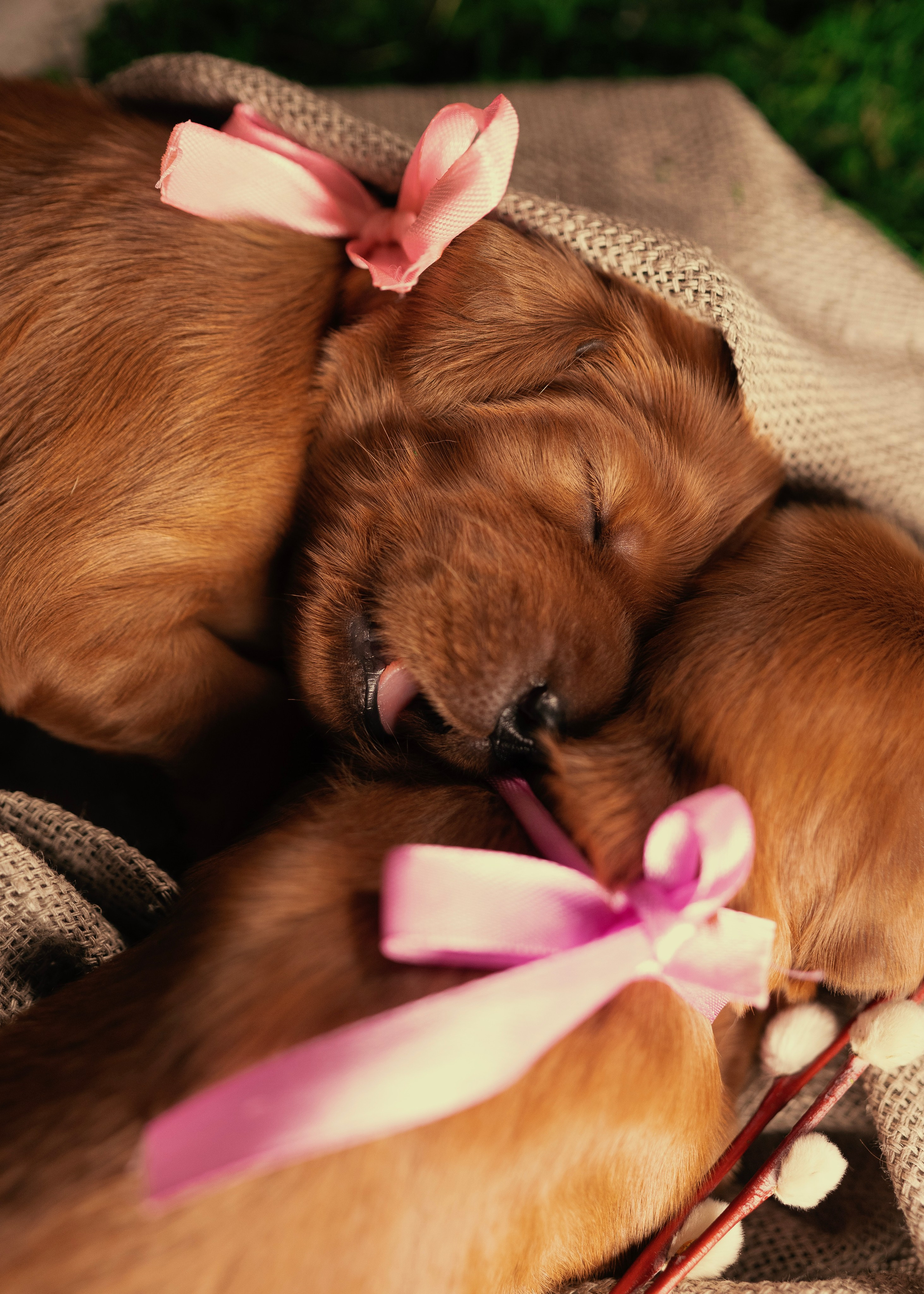 Красные ирландские сеттеры. Фотограф- анималист Александра Матвеева