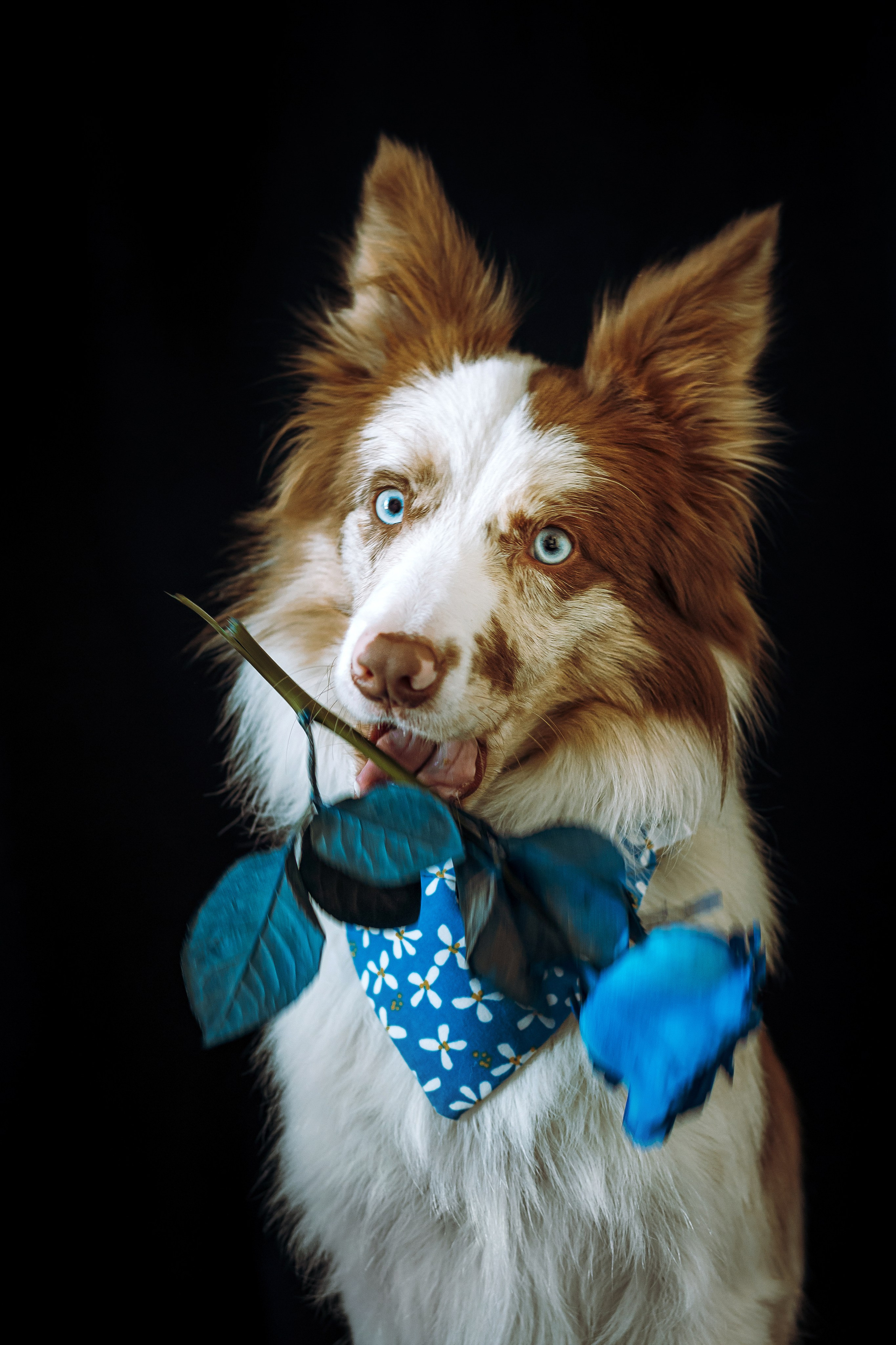 День рождения Айко