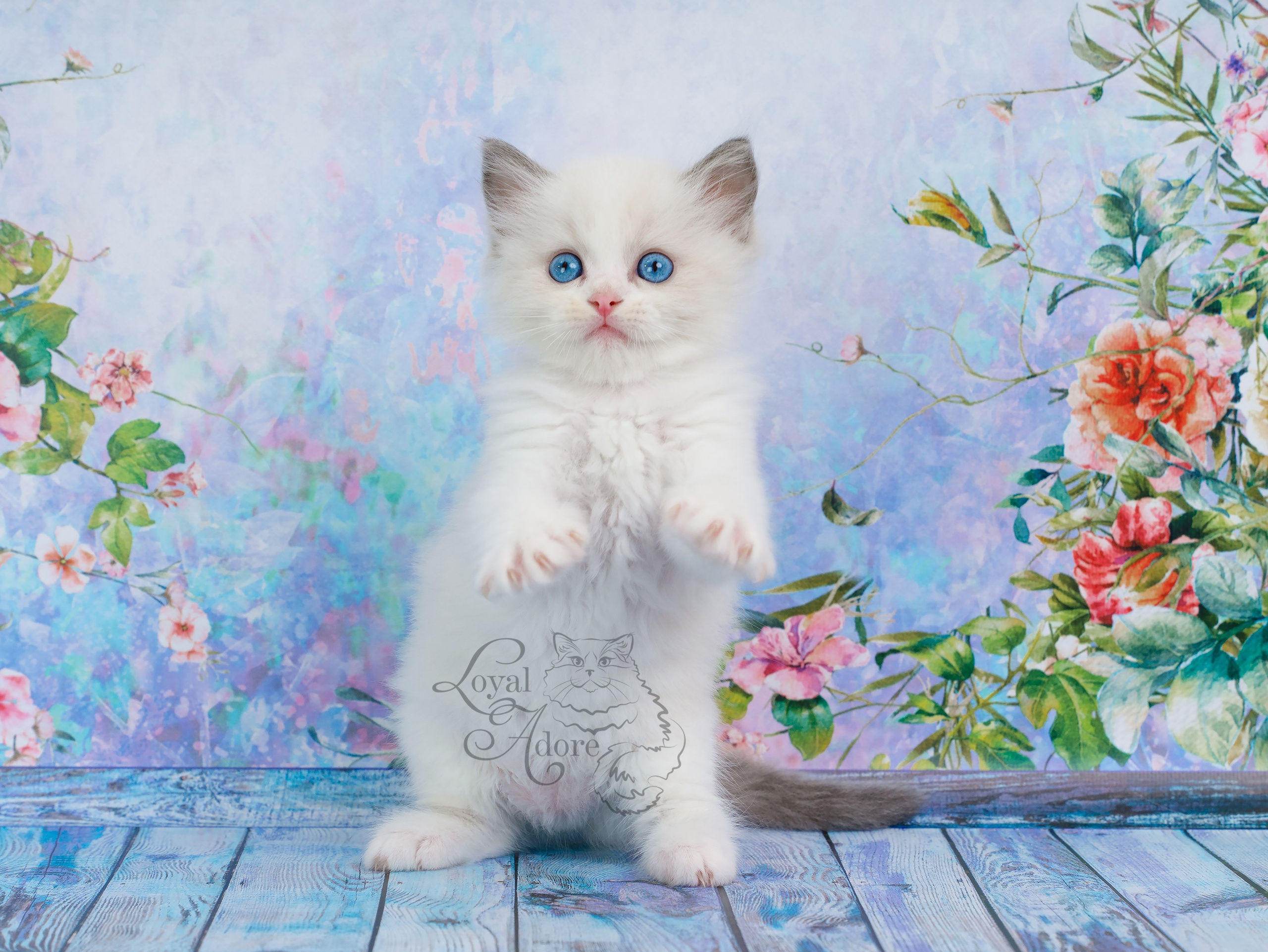 Котята рэгдолл от Loyal Adore. Питомник рэгдолл Loyal Adore