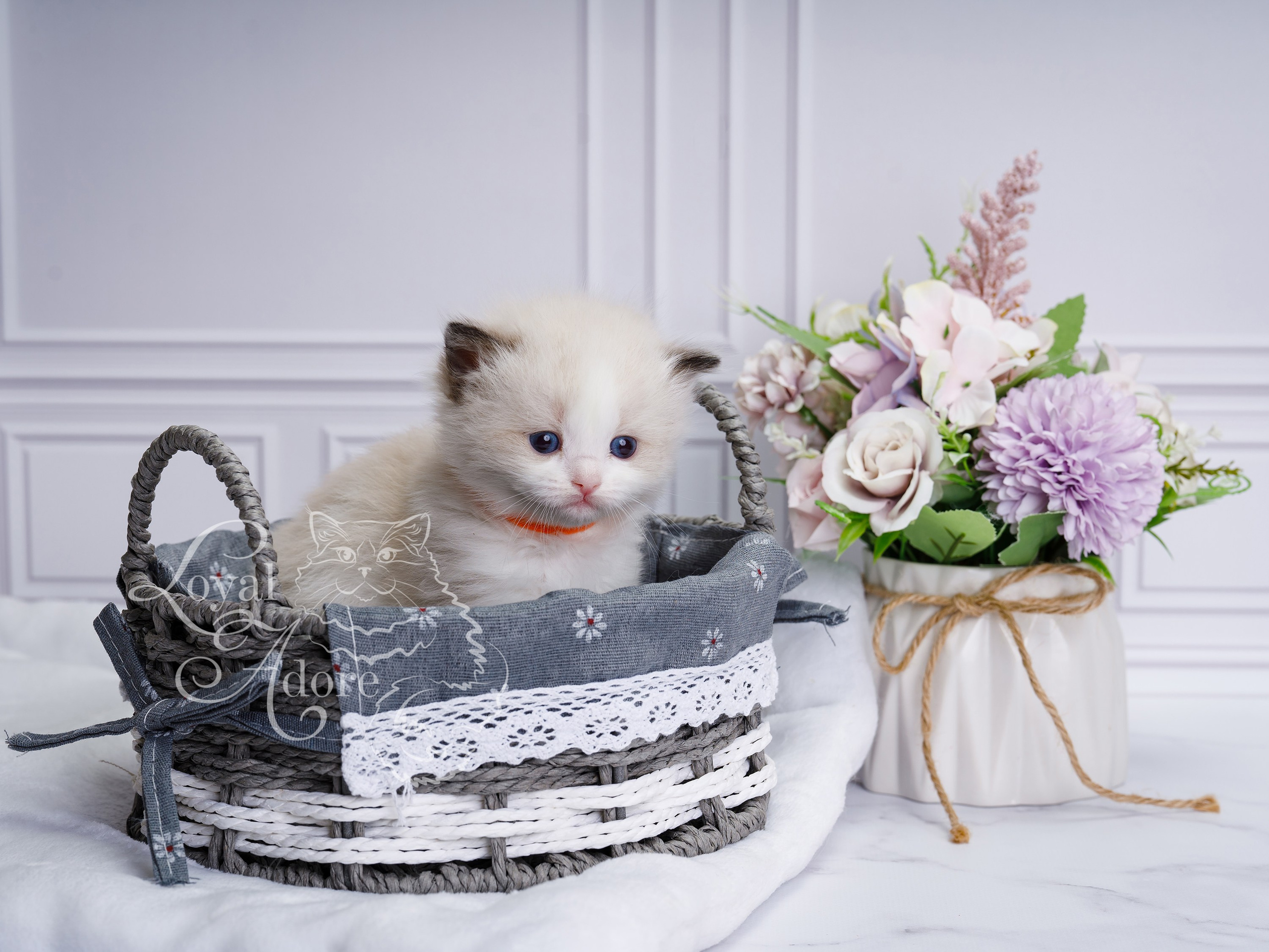 Котята рэгдолл от Loyal Adore. Питомник рэгдолл Loyal Adore