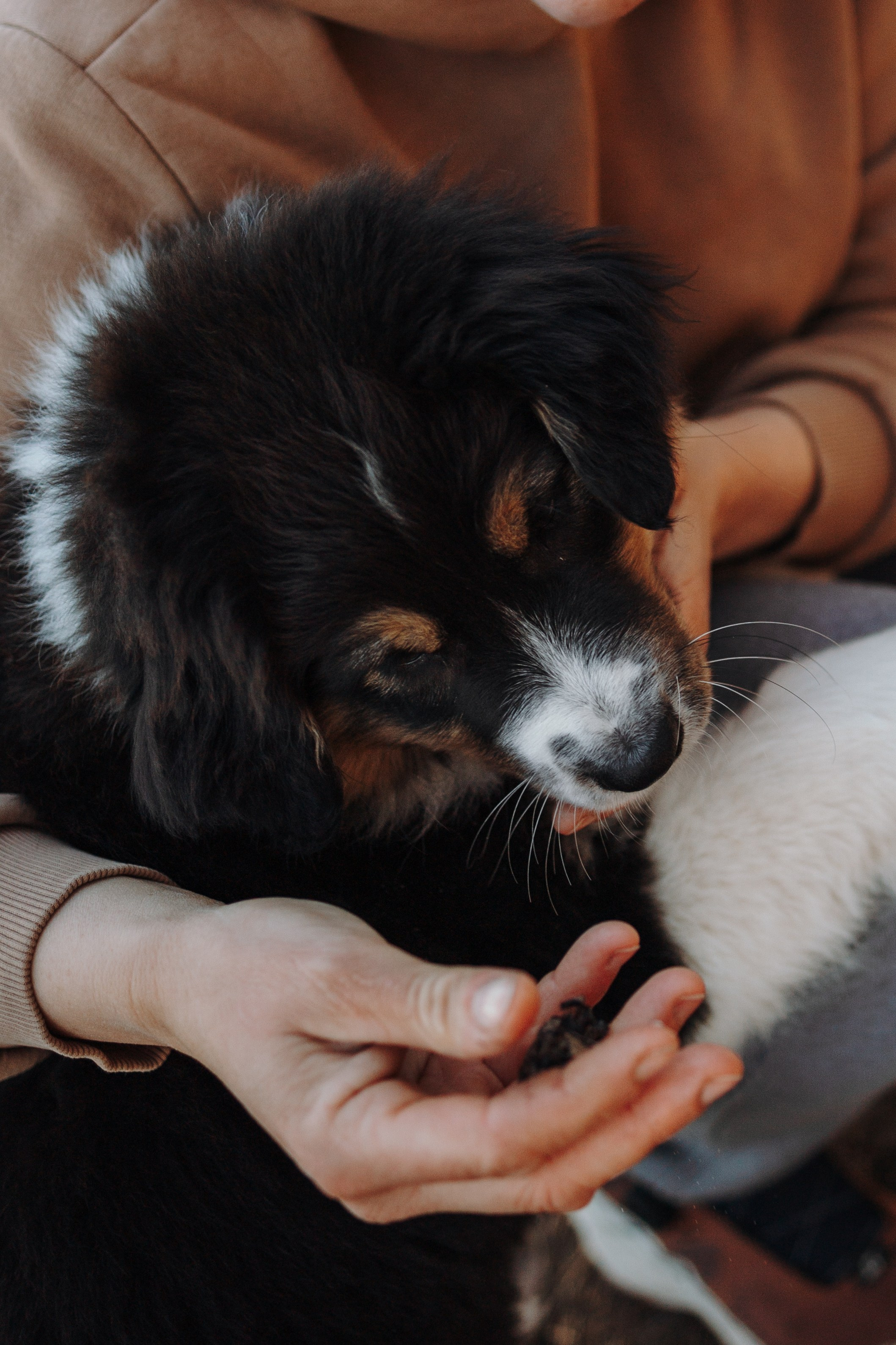 Ира и Шмель. Фотограф — Анималист | Санкт-Петербург