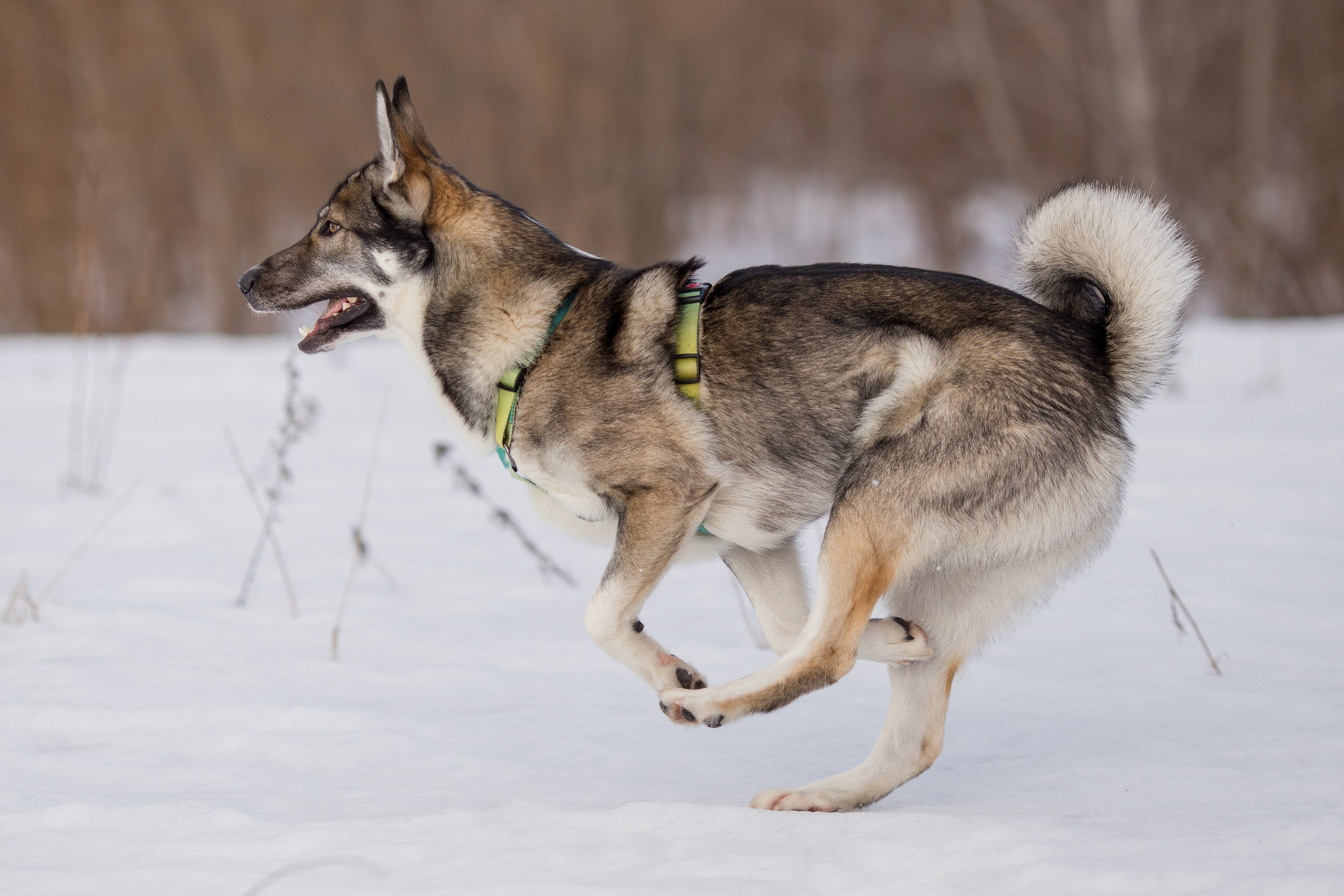 Фотосессия с собакой в Архангельске