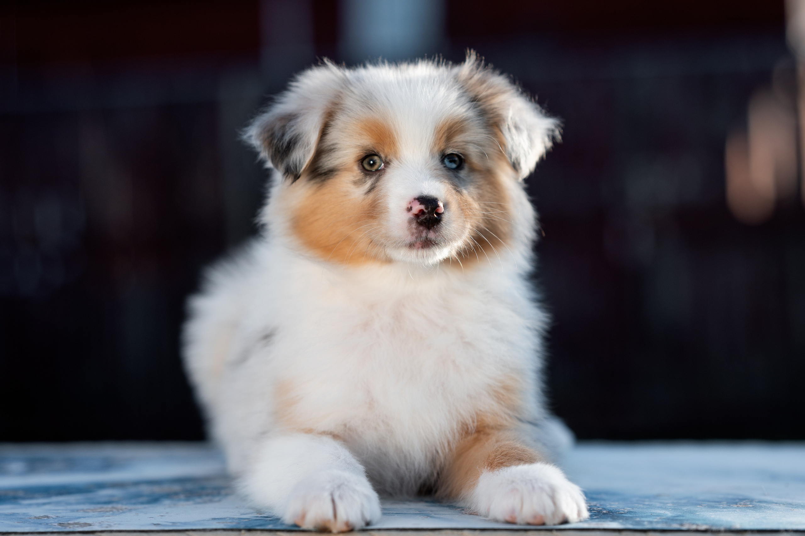 Заводчик Влада Эльман. Творческий фотограф Вологда