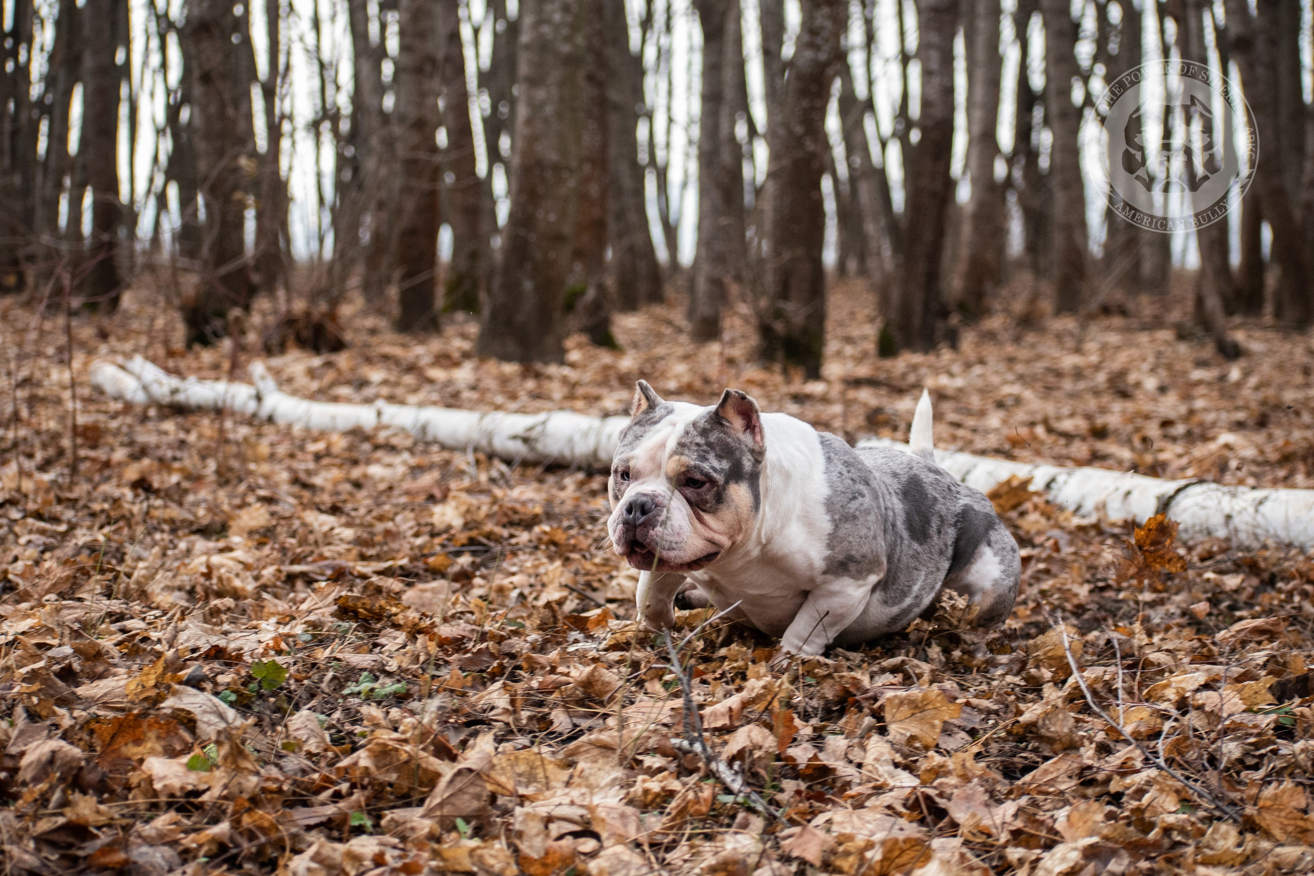 Январские фотографии Каспера (дубль). Американский Булли в г. Ростов-на-Дону. Питомник THE POWER OF SIBERIA