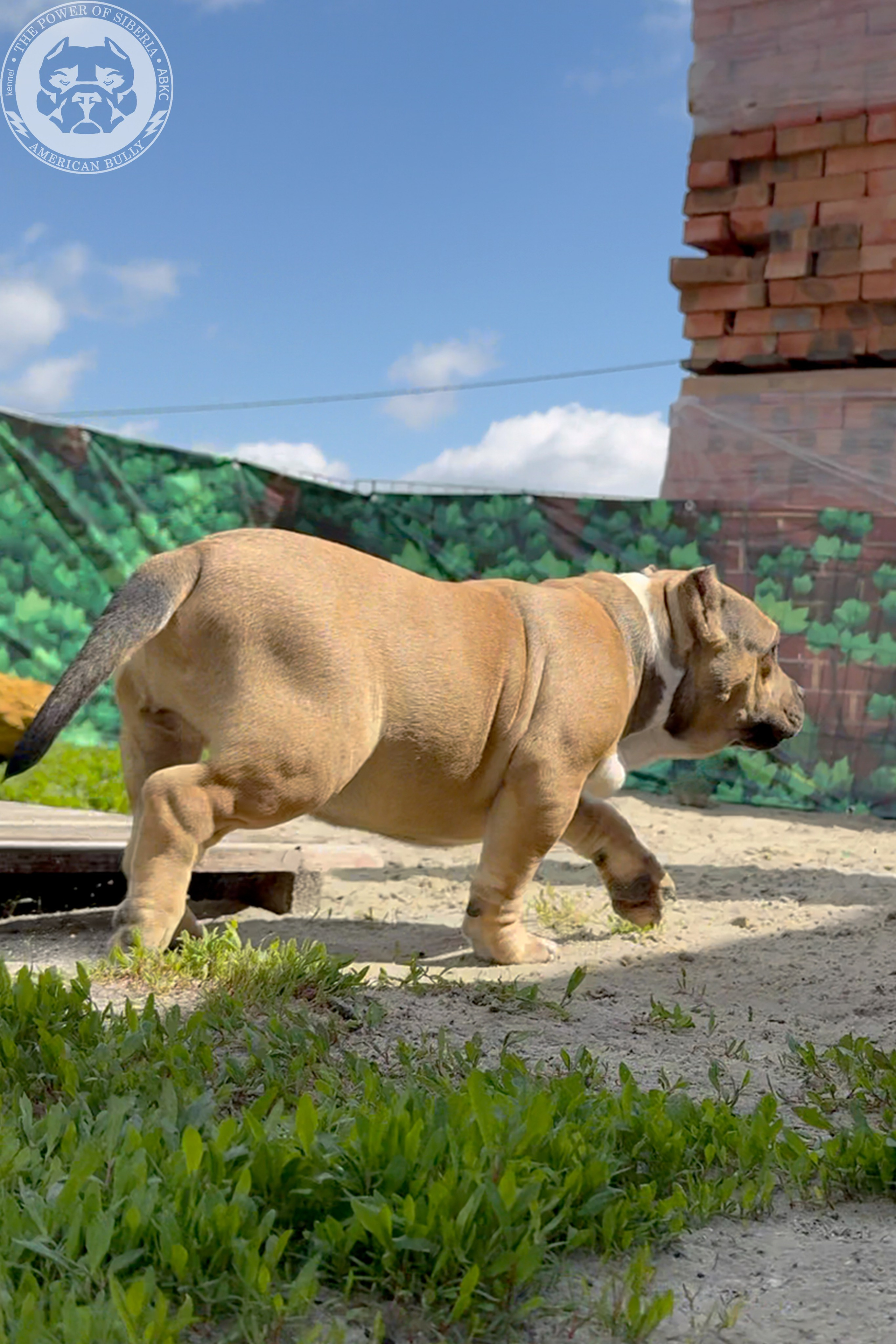 22.11.25 Тагира-Каспер. Американский Булли в г. Ростов-на-Дону. Питомник THE POWER OF SIBERIA