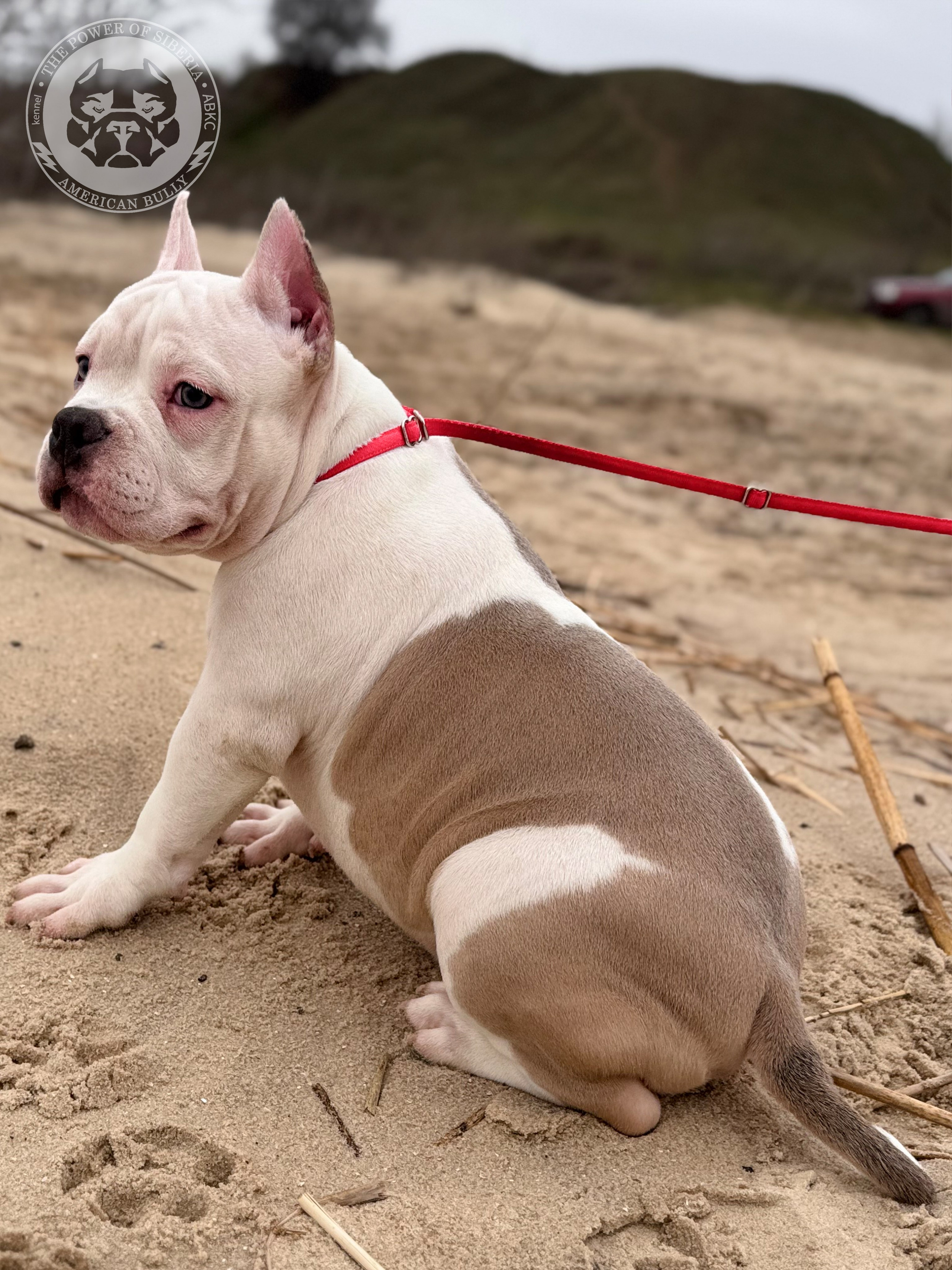 Свободные щенки Американский Булли стандарт и Свободные щенки Американский Булли классик. Американский Булли в г. Ростов-на-Дону. Питомник THE POWER OF SIBERIA