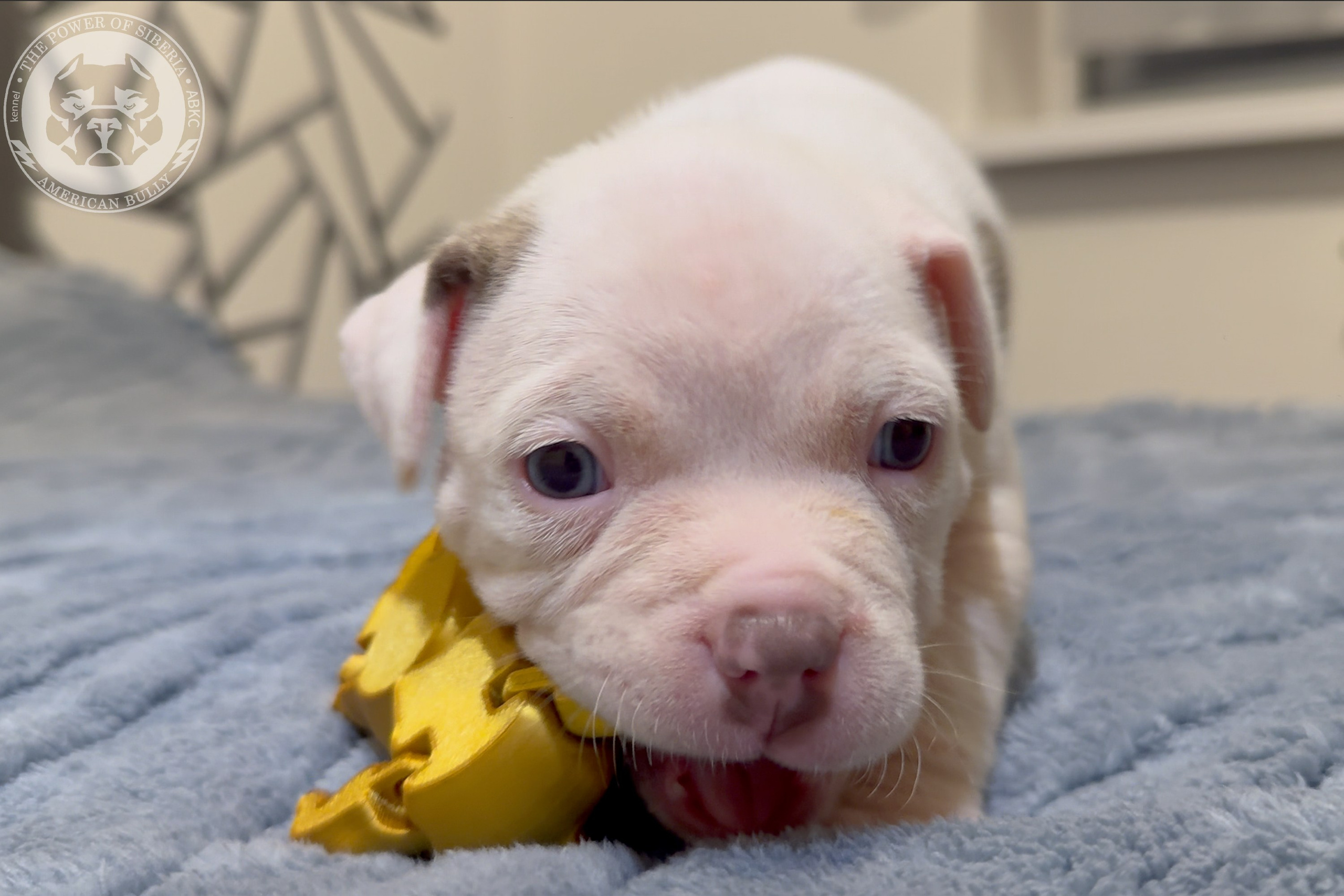 Свободные щенки Американский Булли стандарт и Свободные щенки Американский Булли классик. Американский Булли в г. Ростов-на-Дону. Питомник THE POWER OF SIBERIA