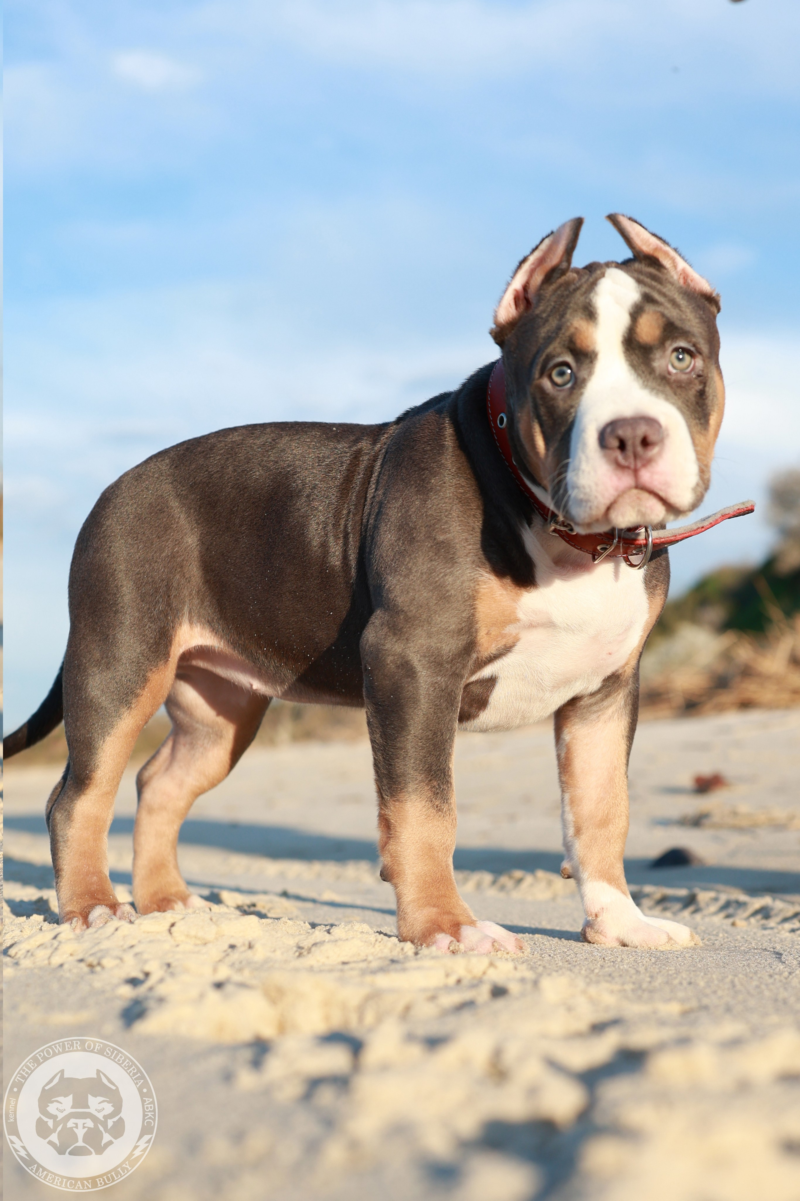 13.12.25-Мия-Турук. Американский Булли в г. Ростов-на-Дону. Питомник THE POWER OF SIBERIA