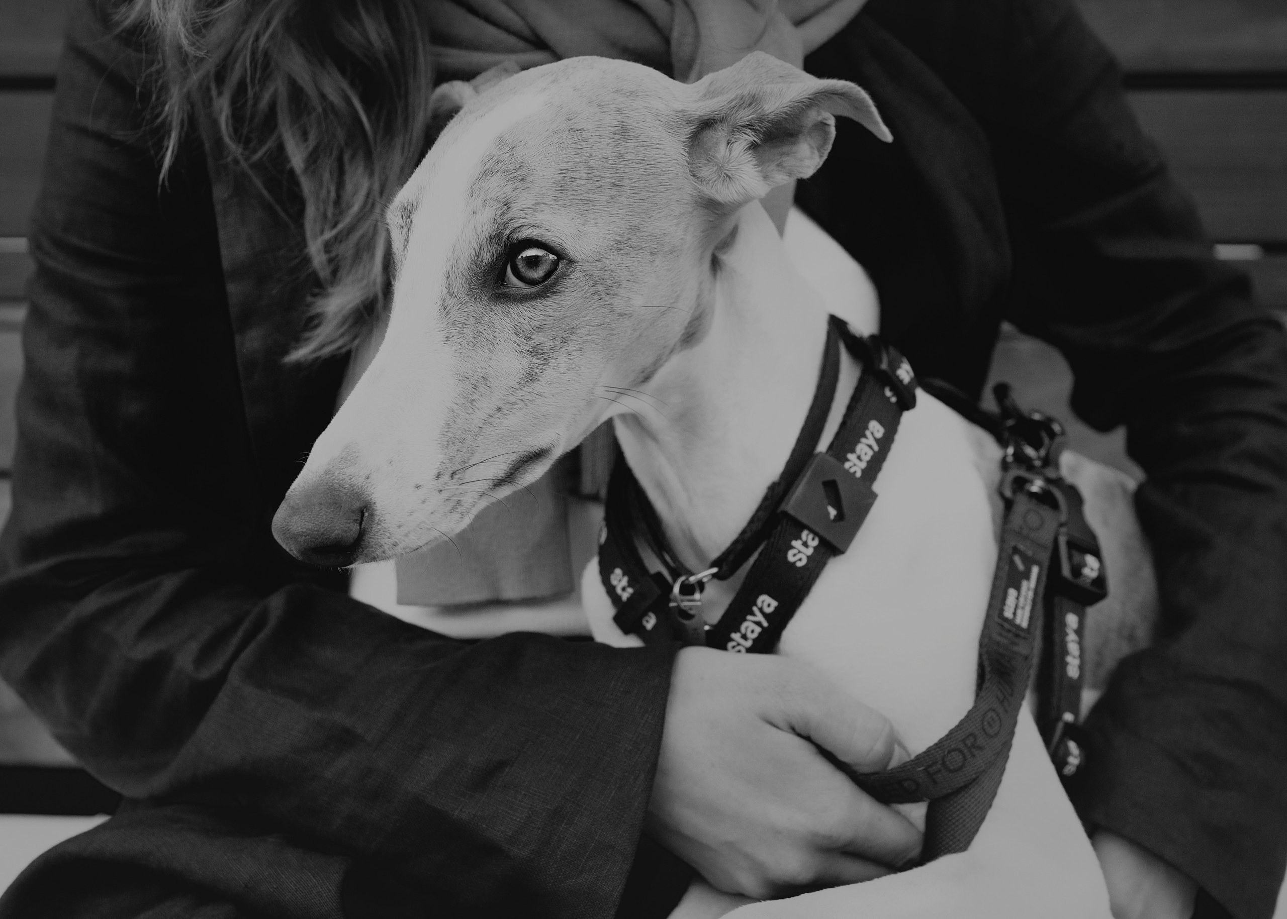 Ветка. Фотограф- анималист Александра Матвеева