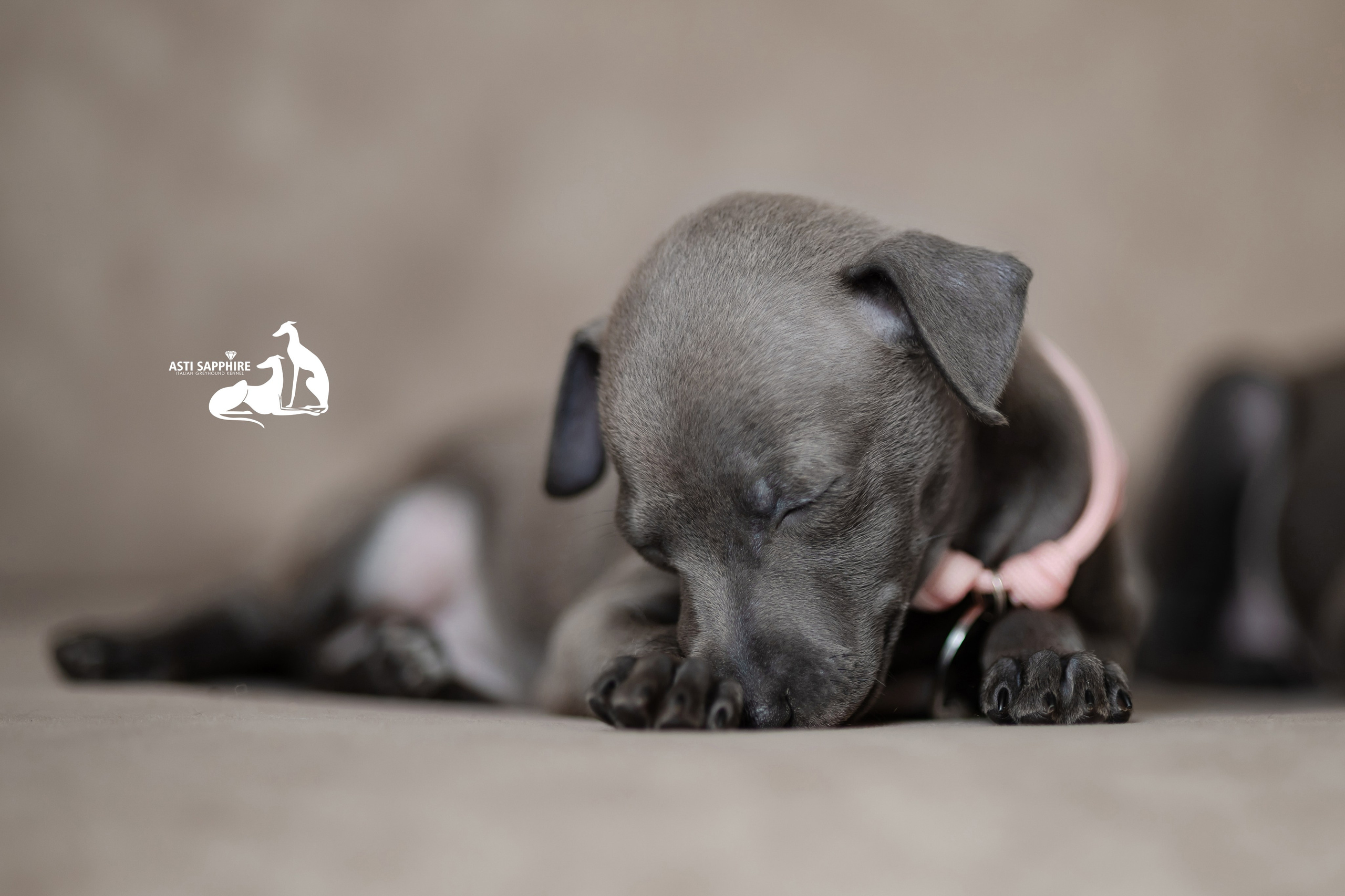Весенние крошки. Professional Italian Greyhound Kennel RKF/FCI ASTI SAPPHIRE 💎 Sochi|St. Petersburg