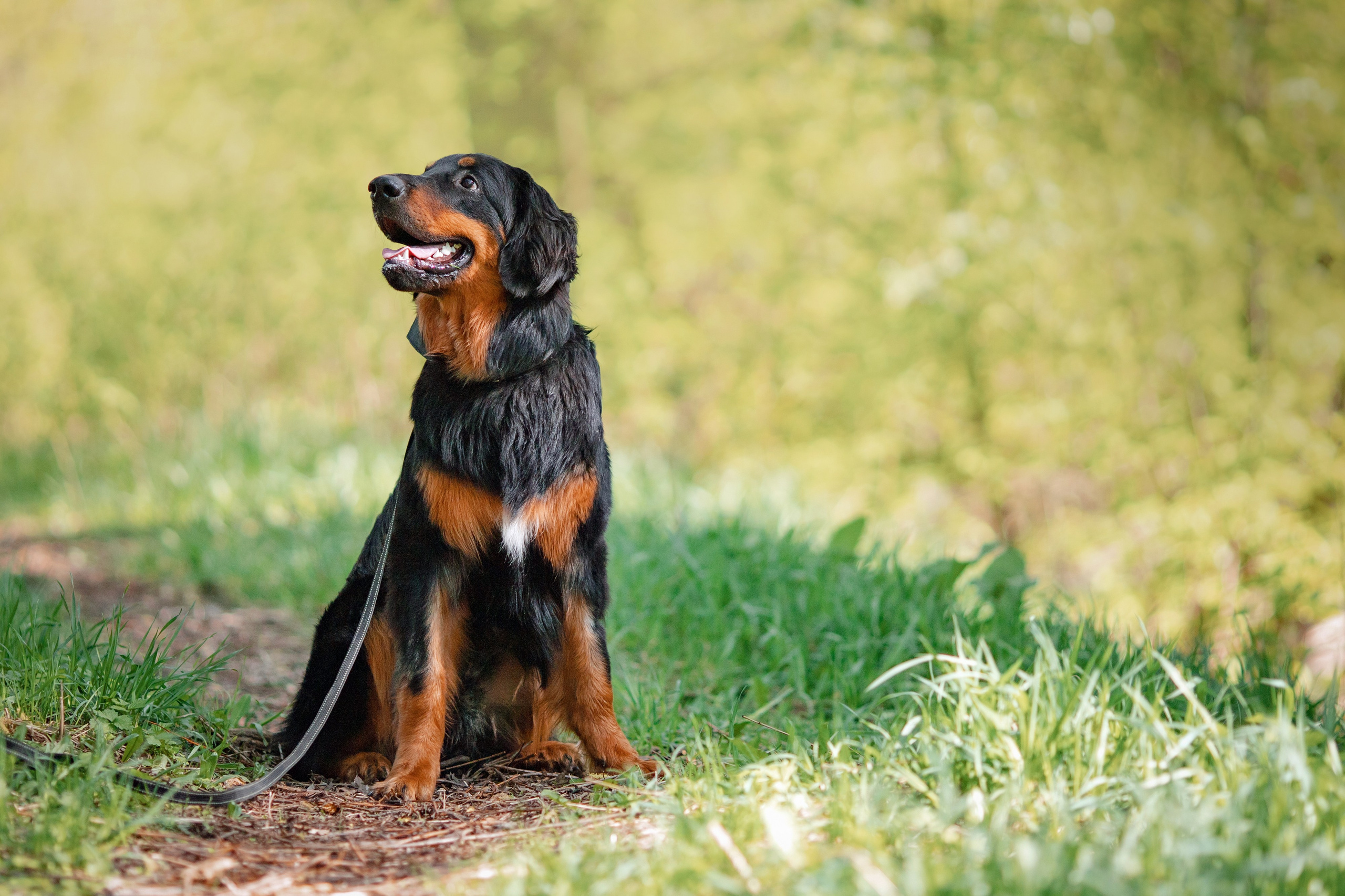 Фаня. Художник и Фотограф Тимохина Юлия