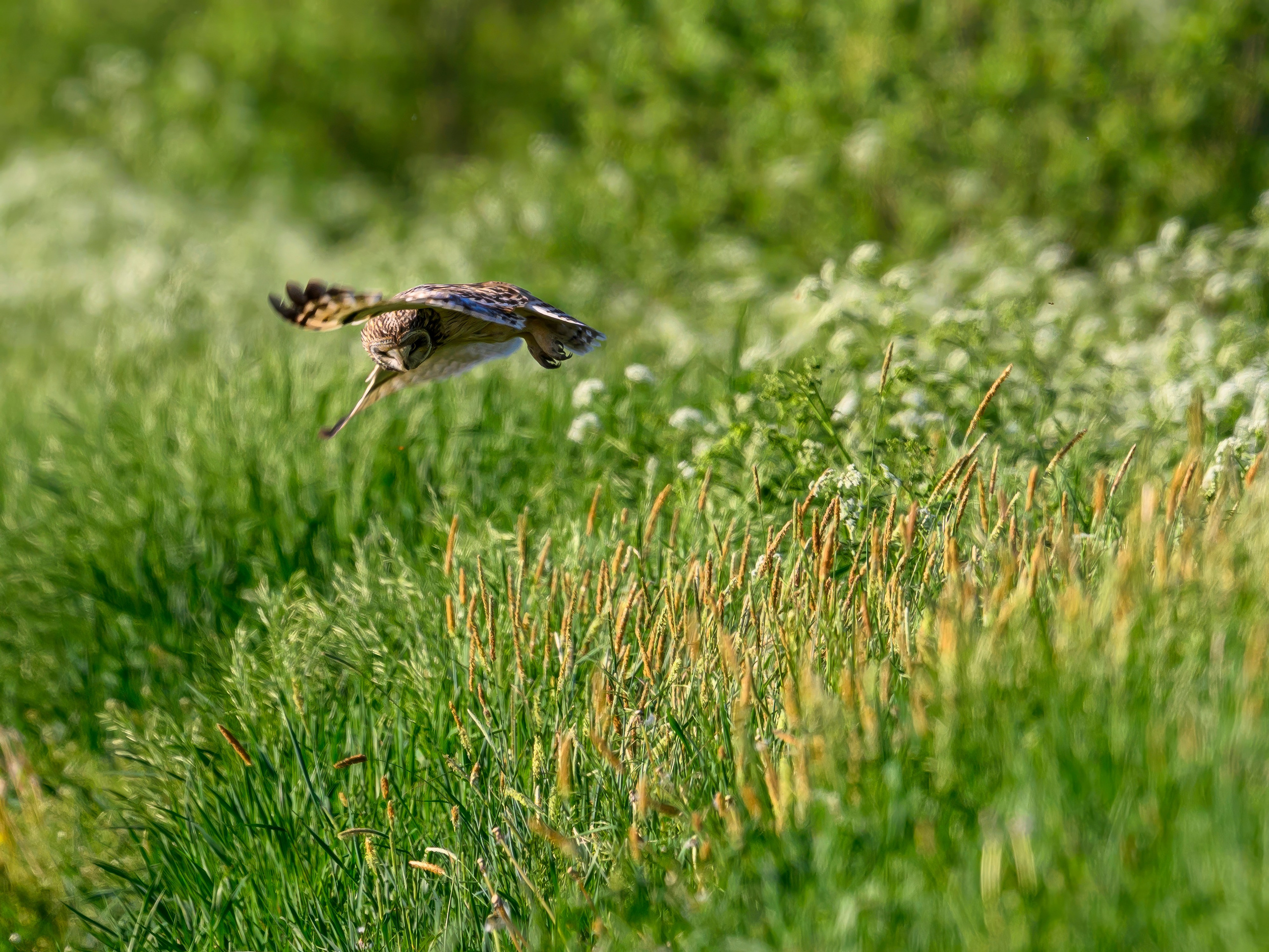 Охота сов. Фотограф Сергей Пупонин