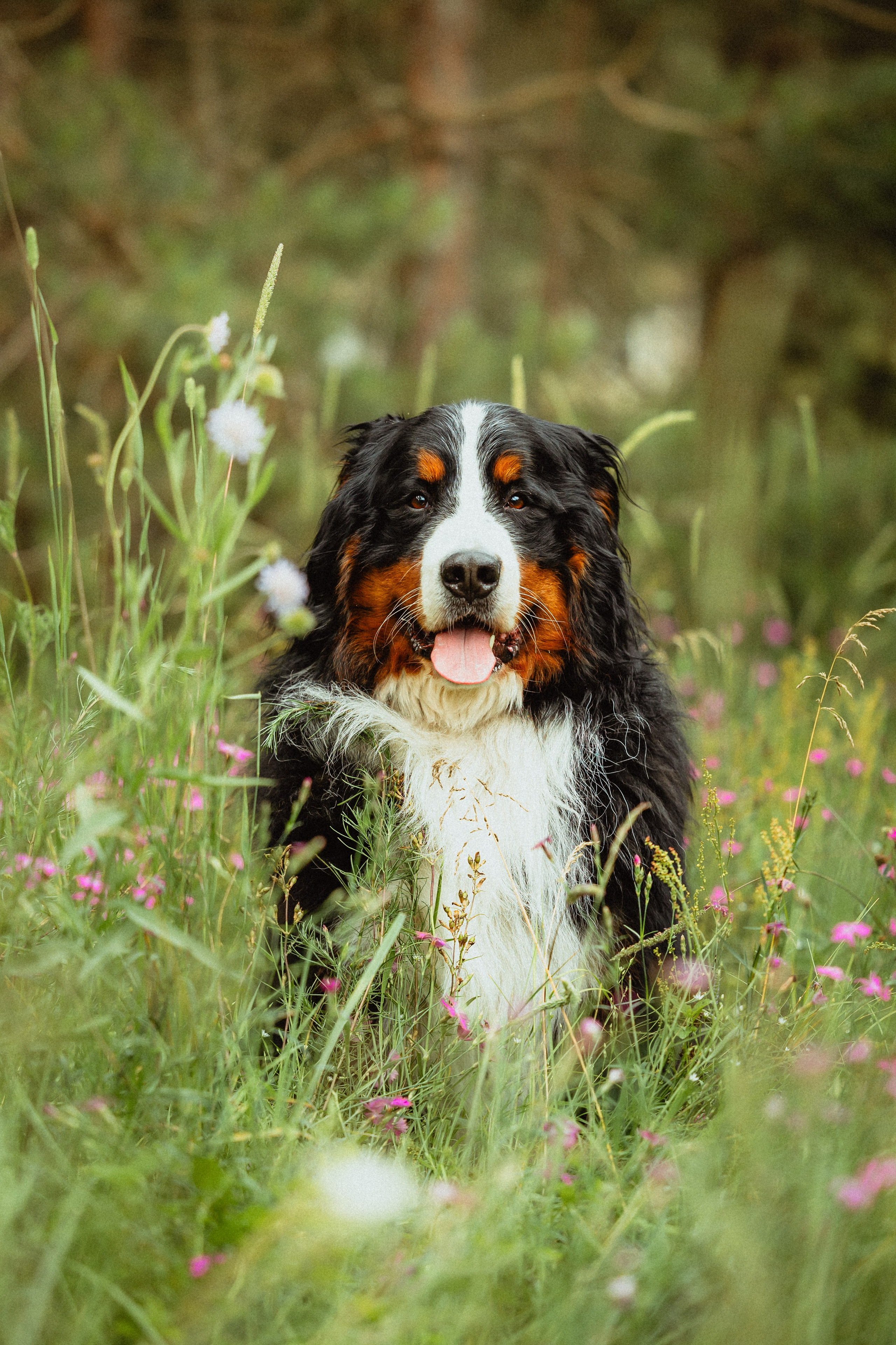 Выездной дог-тренинг от школы «Шерсть имею»