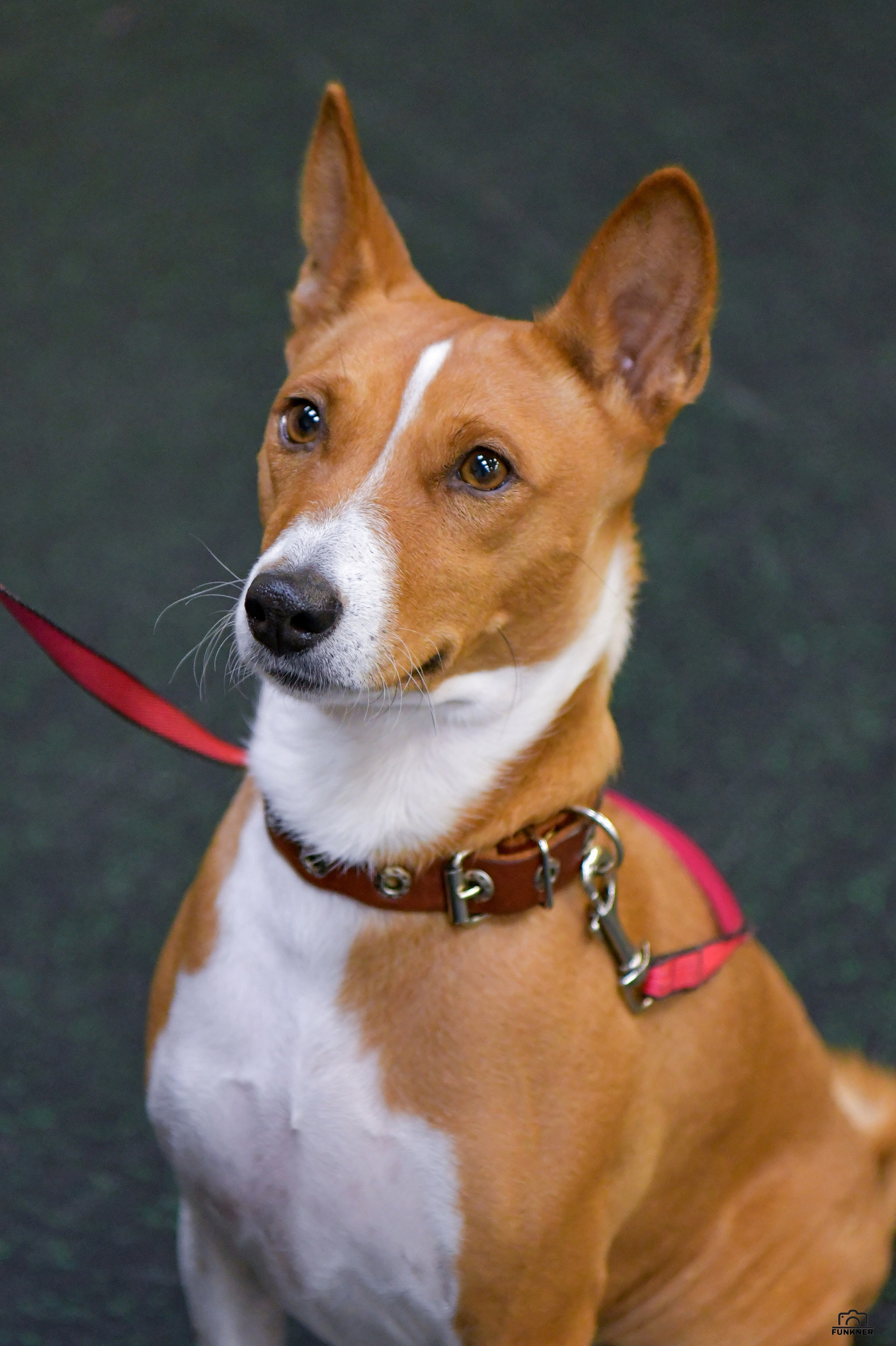 Кинологический клуб «Бодрый хвост». Свой взгляд через объектив