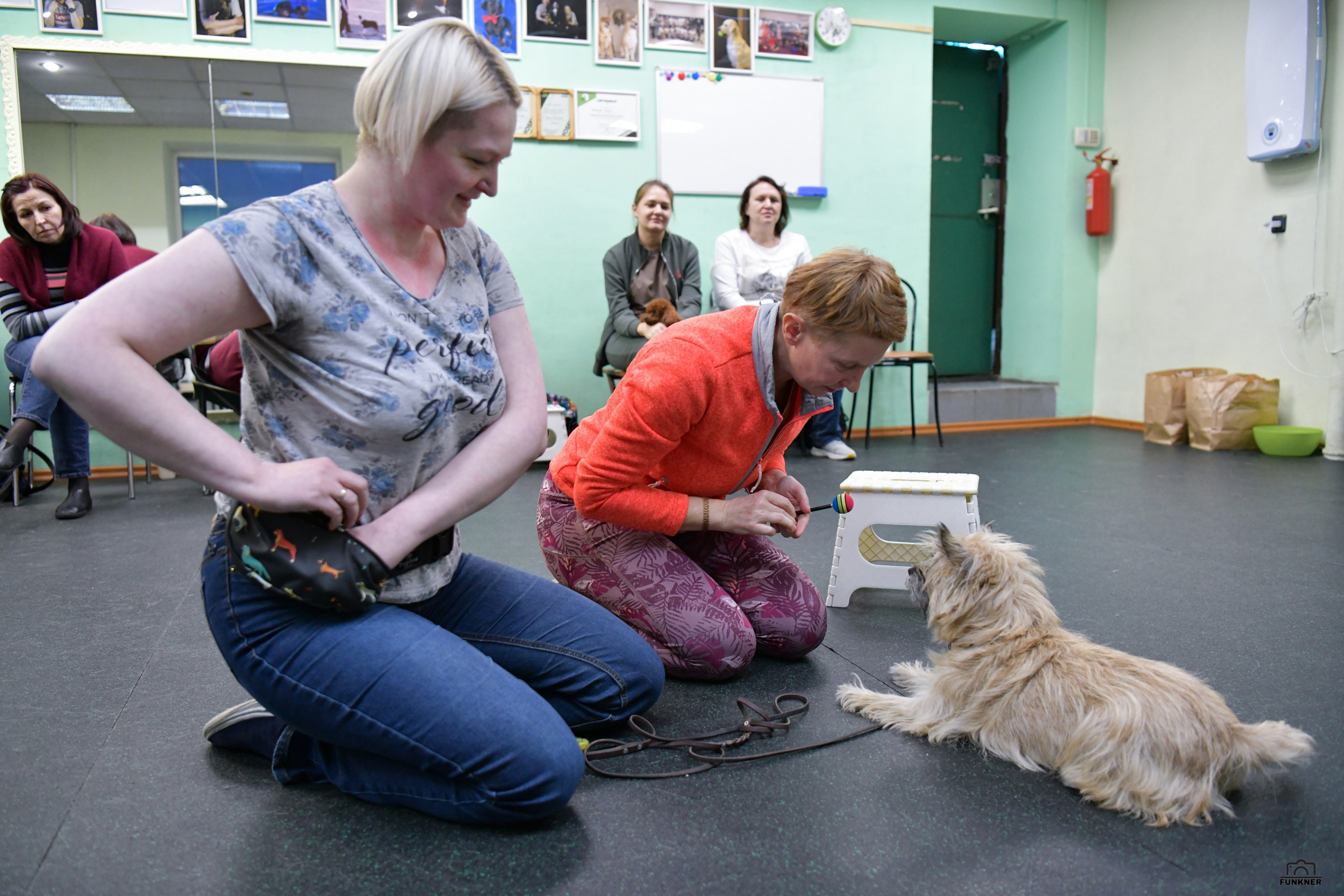 Кинологический клуб «Бодрый хвост». Свой взгляд через объектив