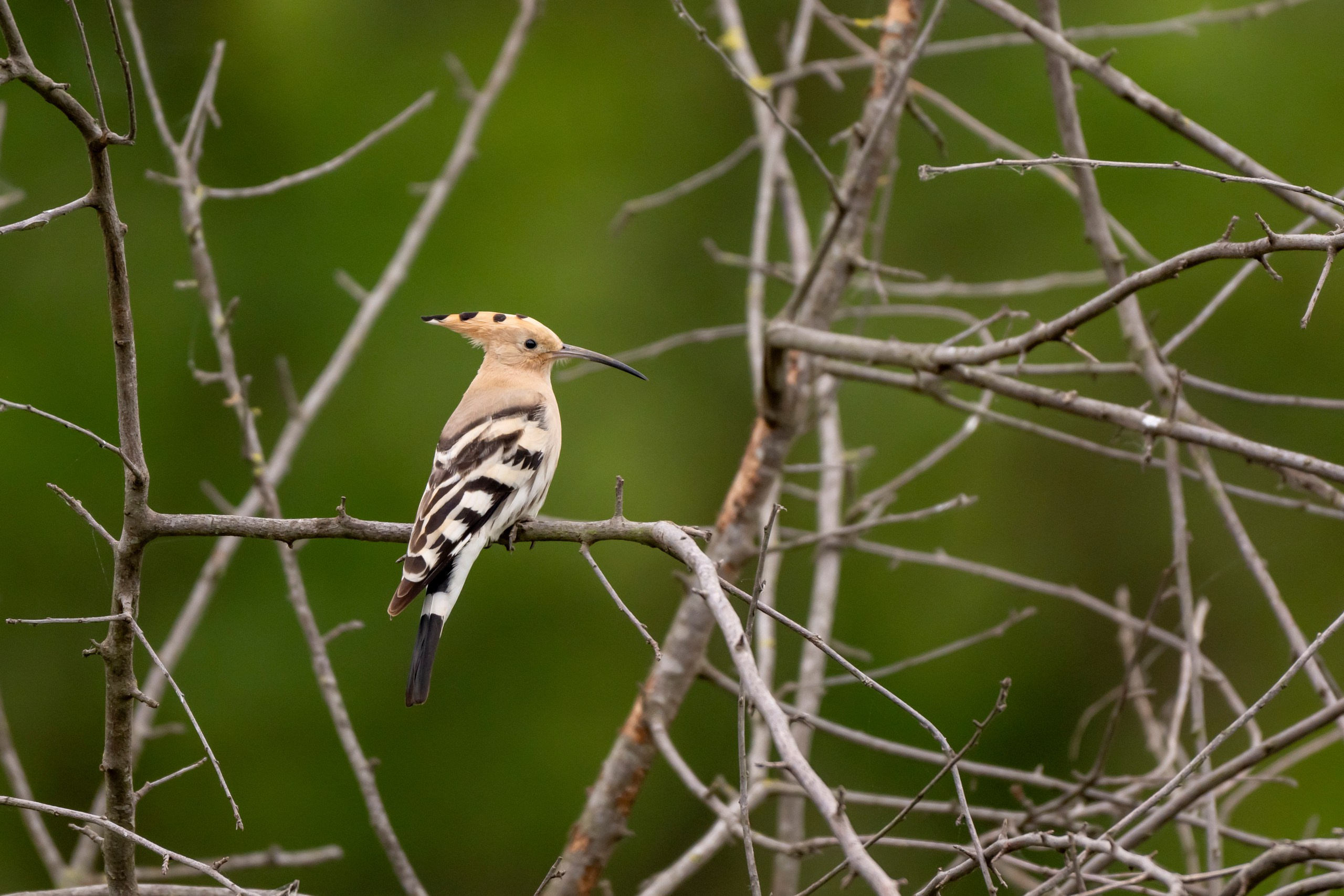 Дикая природа Дагестана. Май 2025 г. Foto-Zuev фотография как искусство