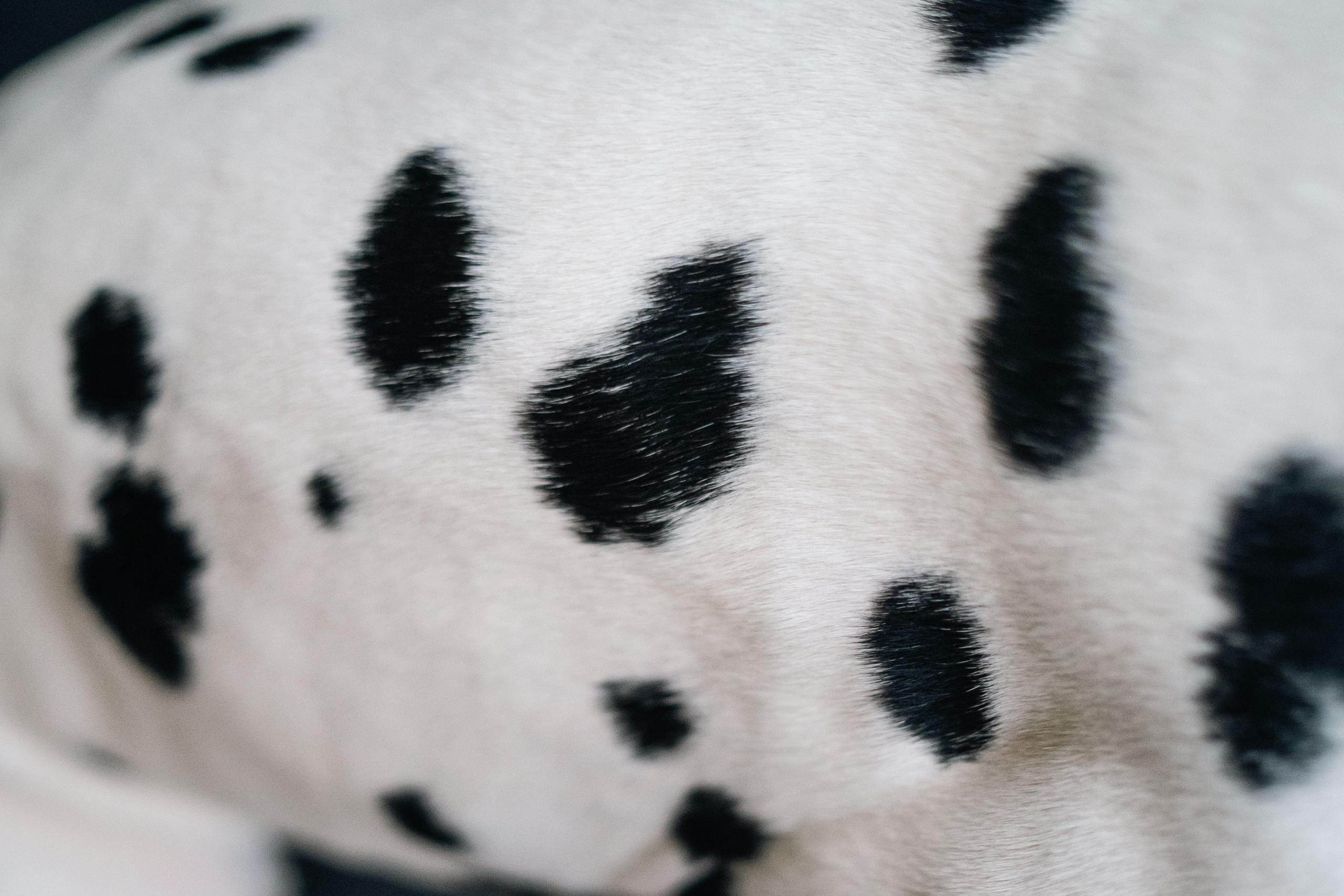 1 Далматин. Фотограф анималист