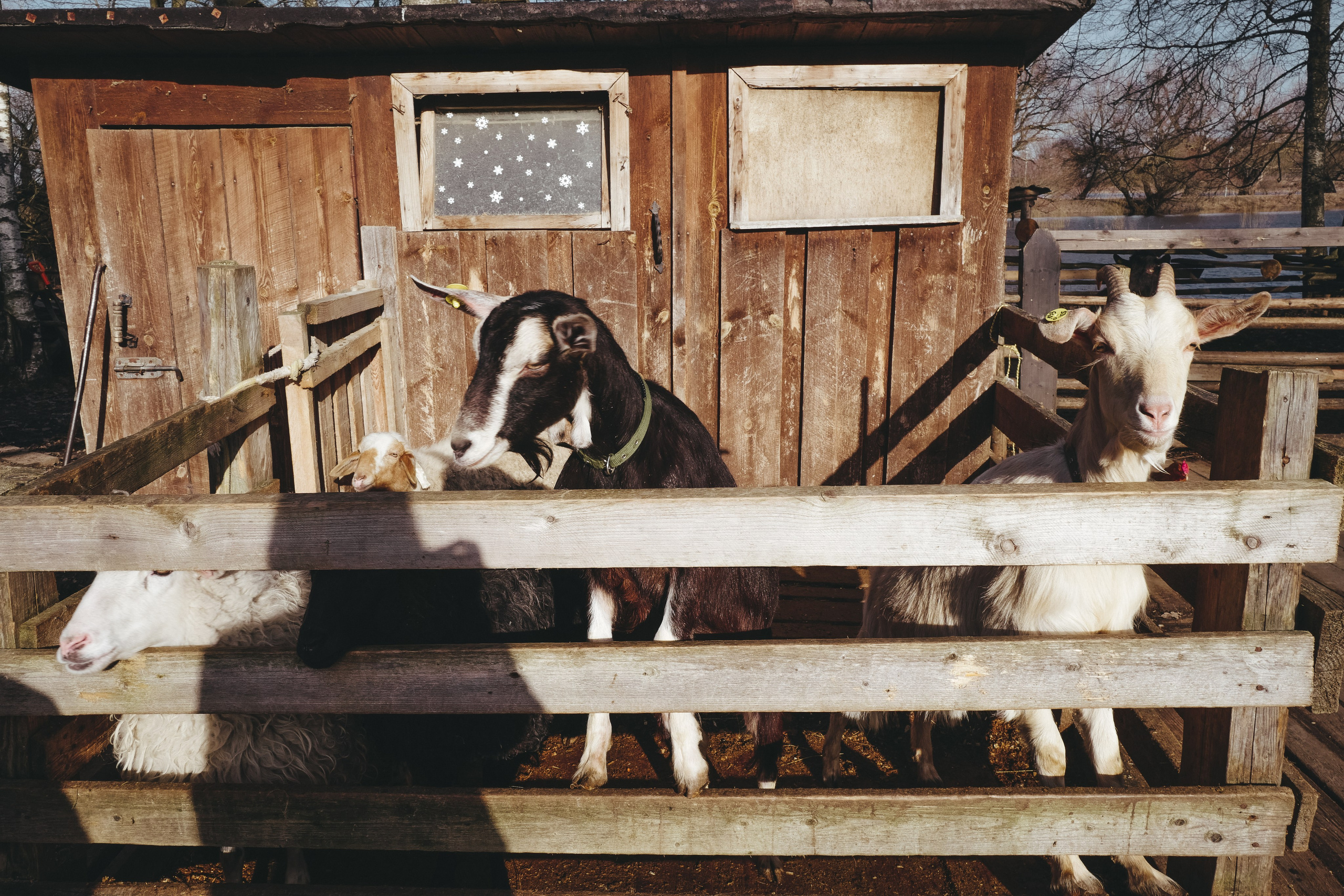 Vitoslavici/Novgorod. <3