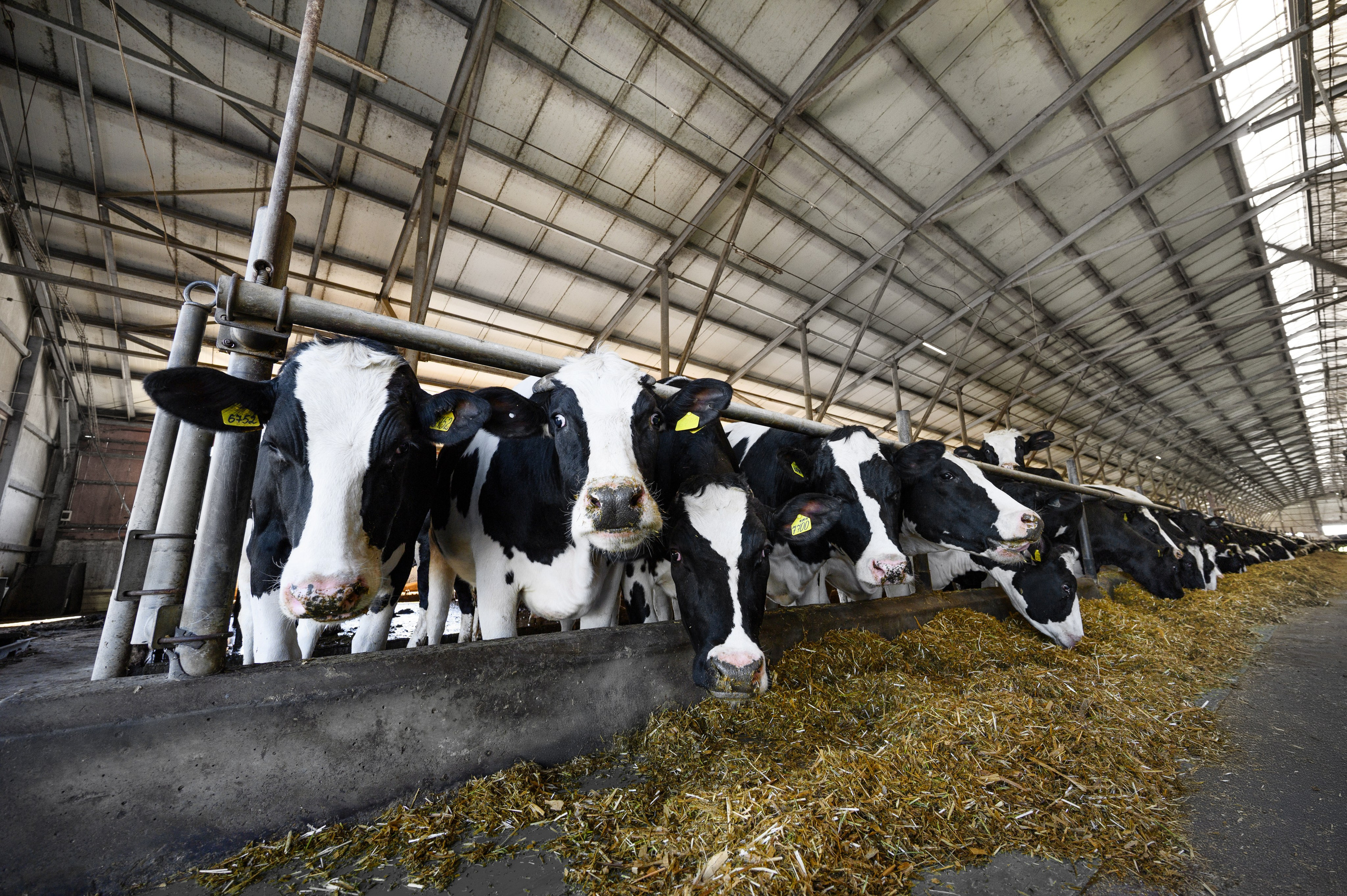 Проекты. Профессиональный фотограф Вячеслав Плацында | Липецк |