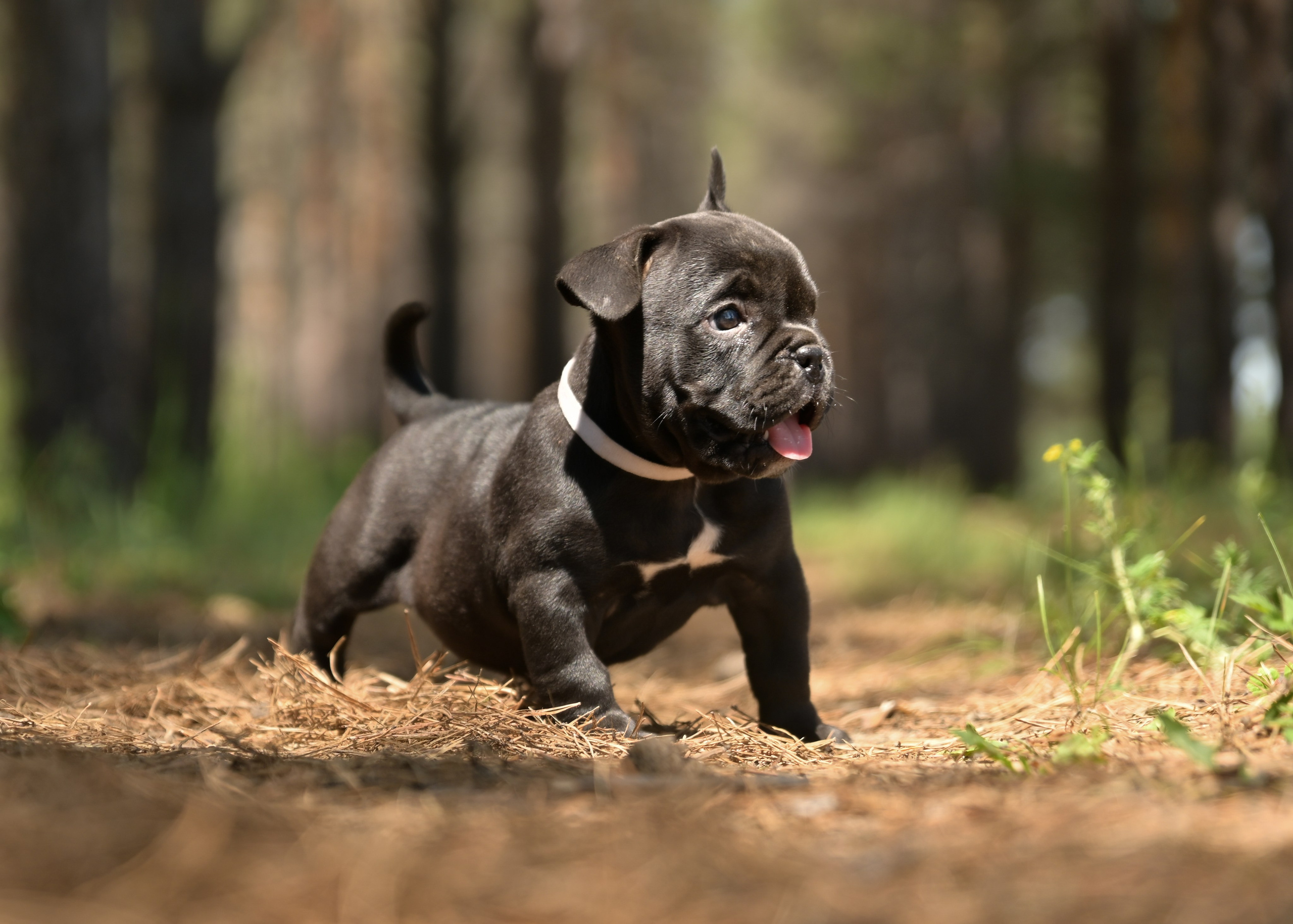 Свободные щенки Американский Булли в Иркутске. Питомник собак Иркутск