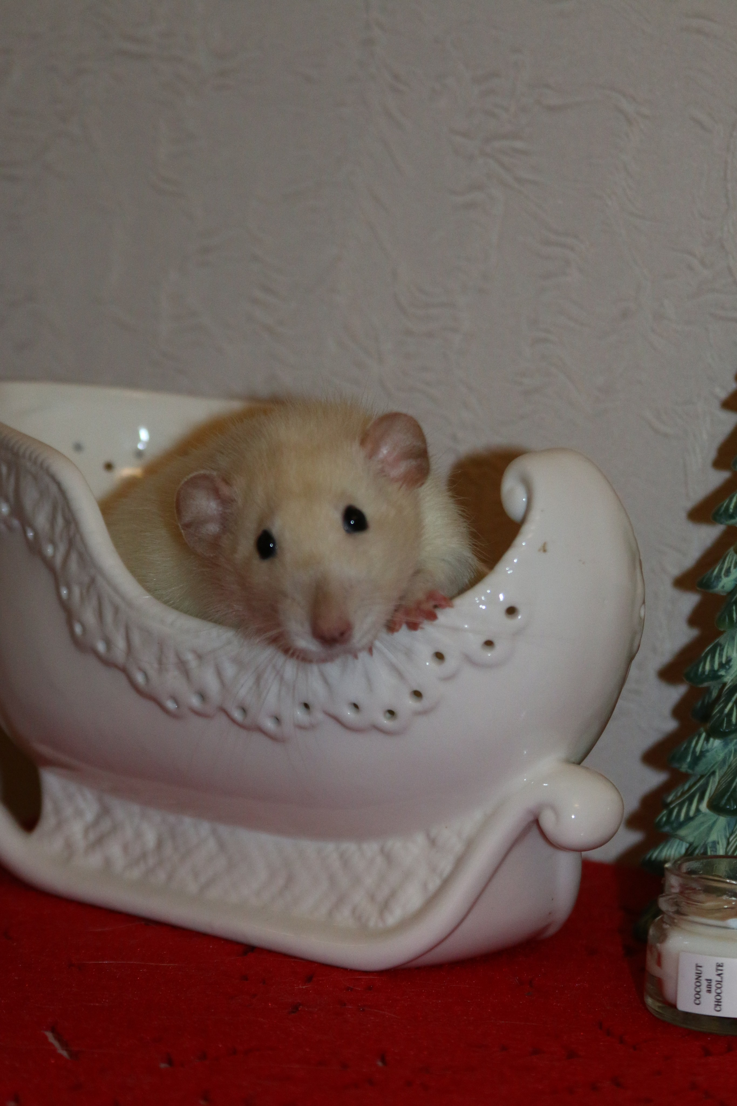 Съемка с питомцем