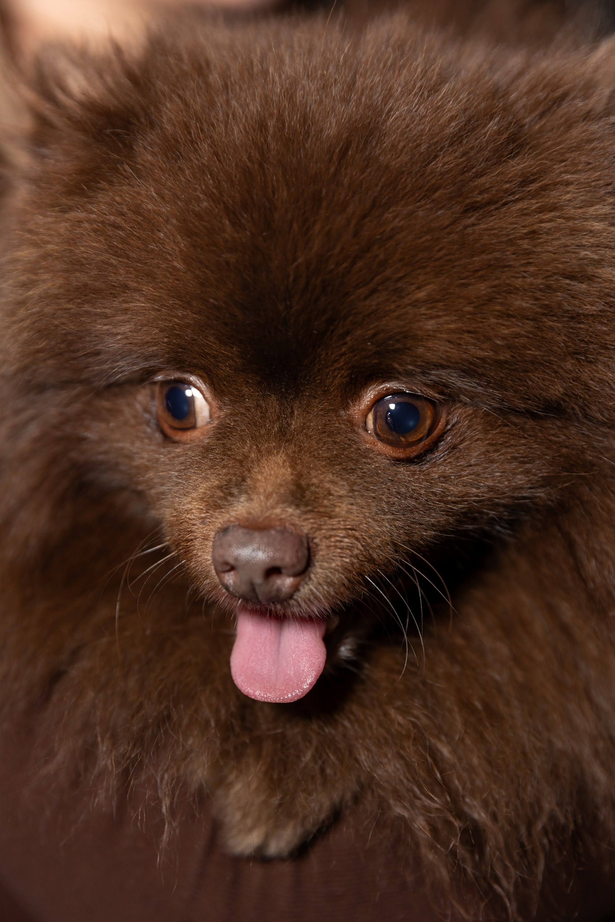 Корпоратив в «Шоко». Свадебный и семейный фотограф Виолетта Сидельникова. Краснодар, Россия, Беларусь, Европа