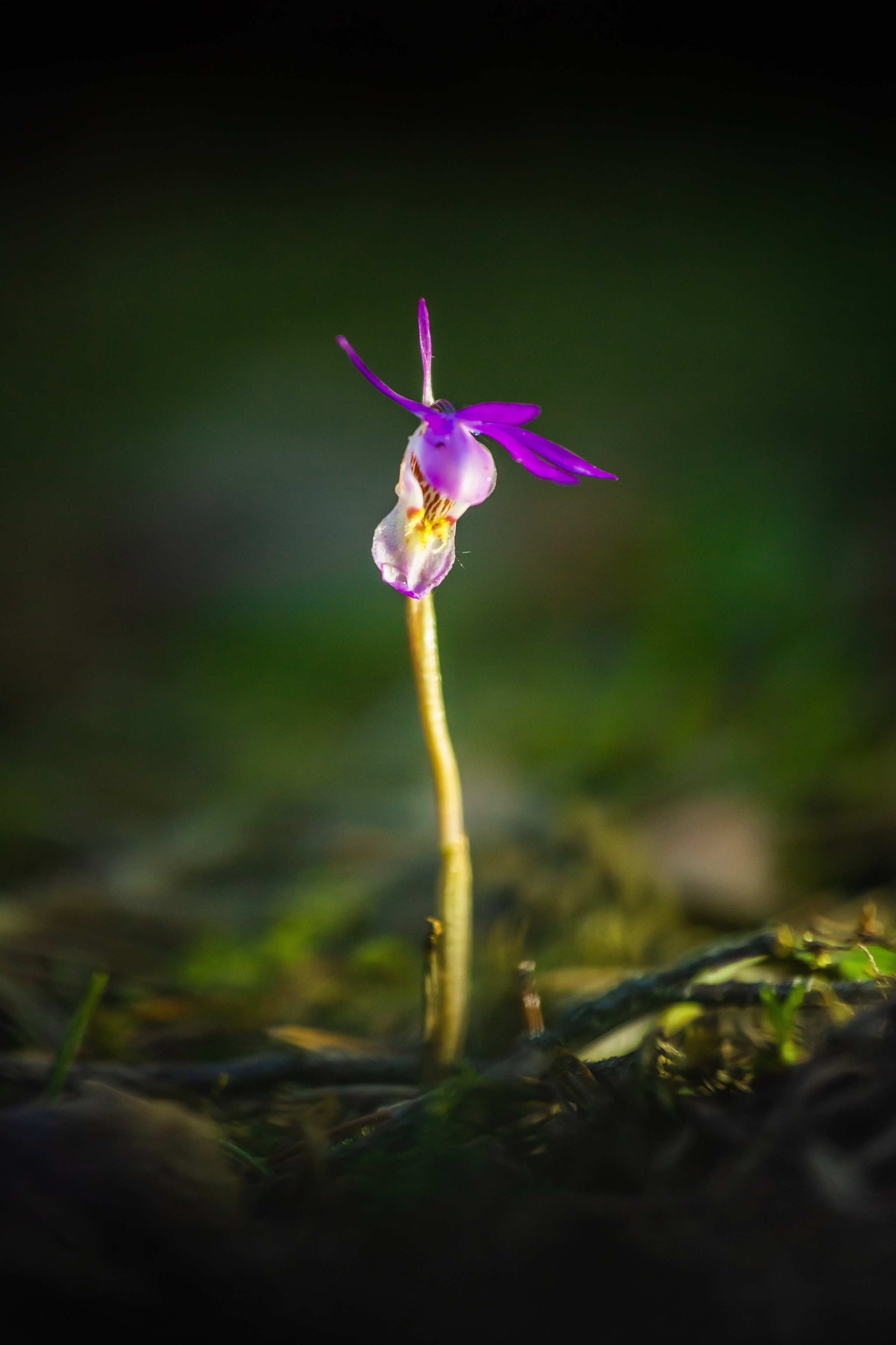 Макро. Авторские туры с профессиональным фотографом