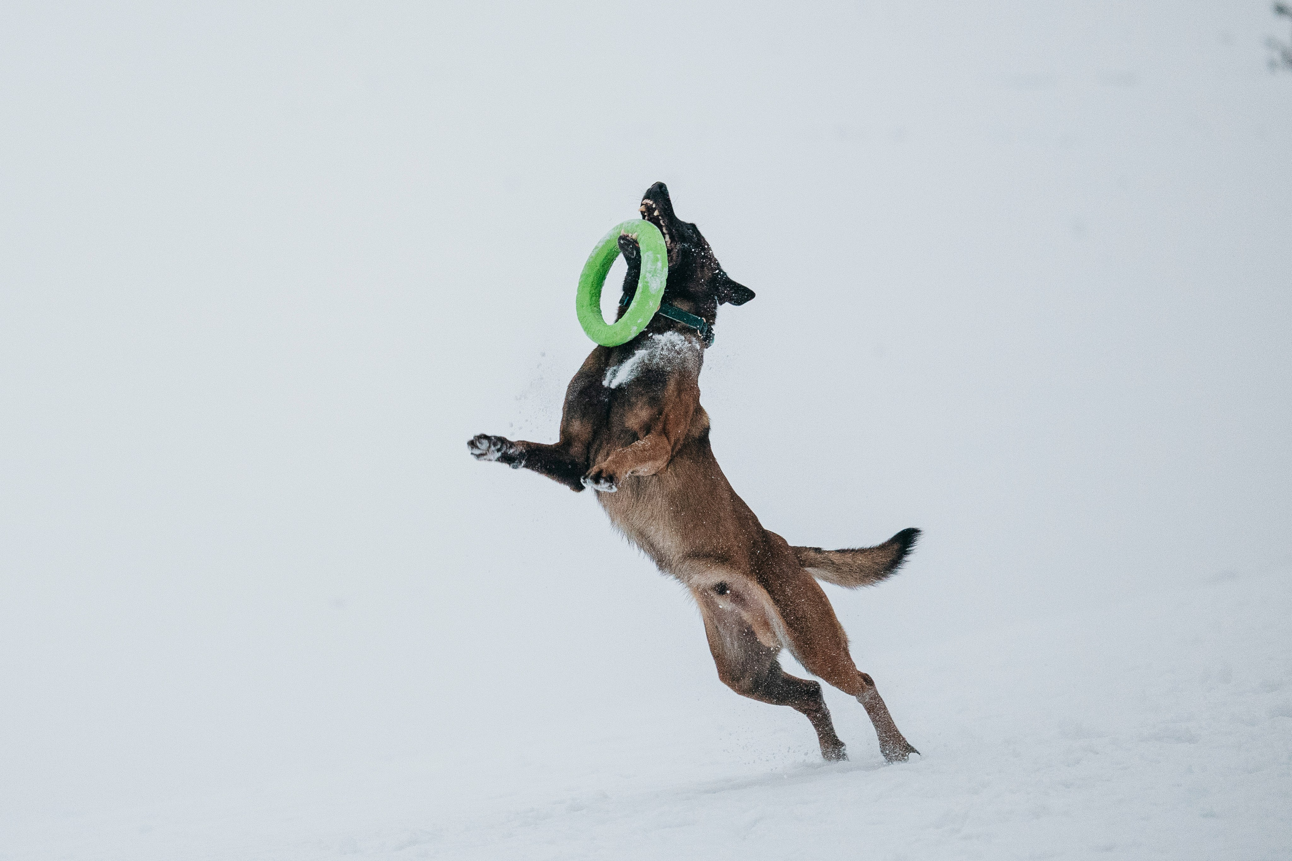 Карьер. Фотограф-анималист Анна Маринич