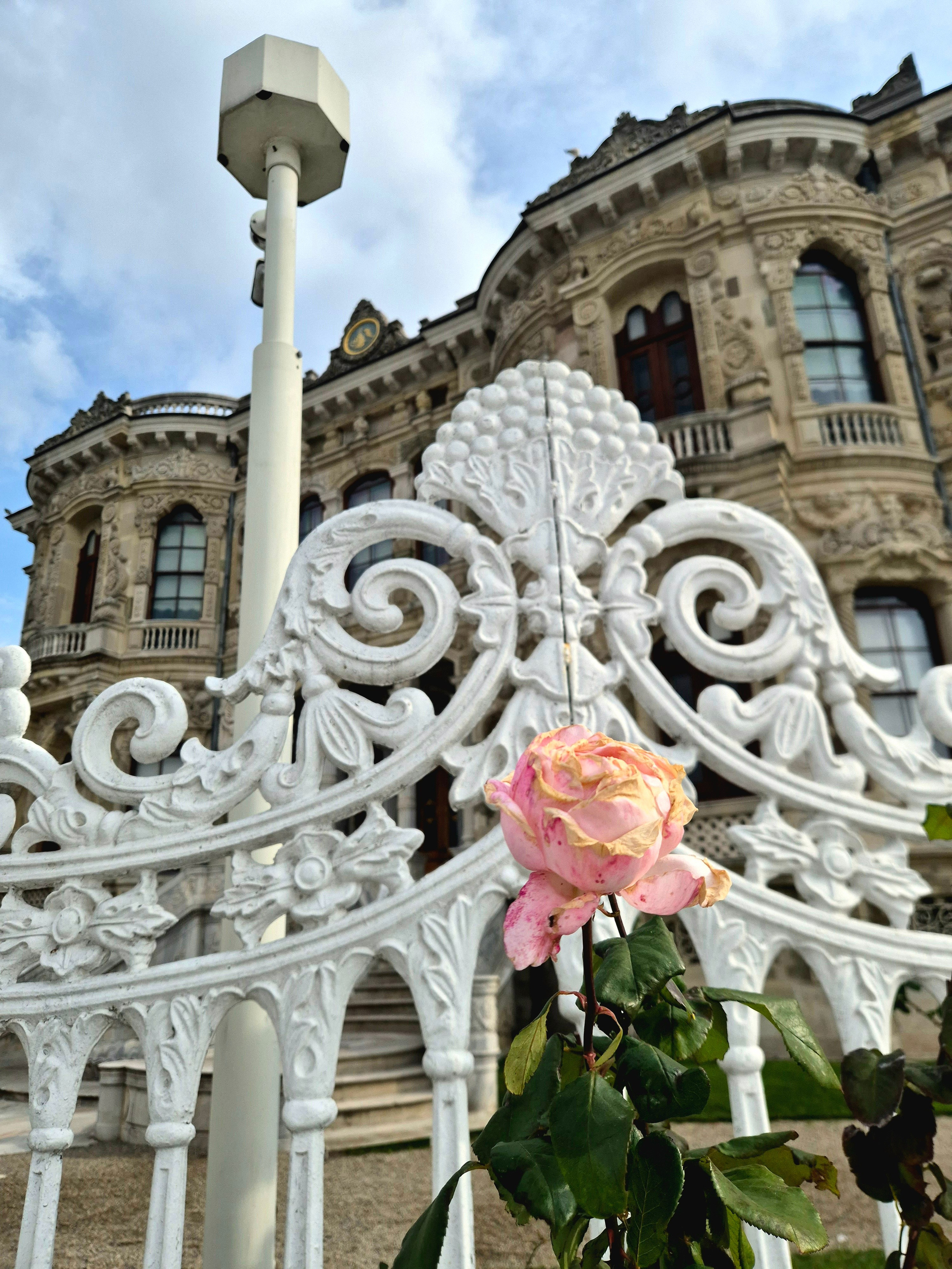 Сезон прошел, тьуристы разъехались, розы подвяли