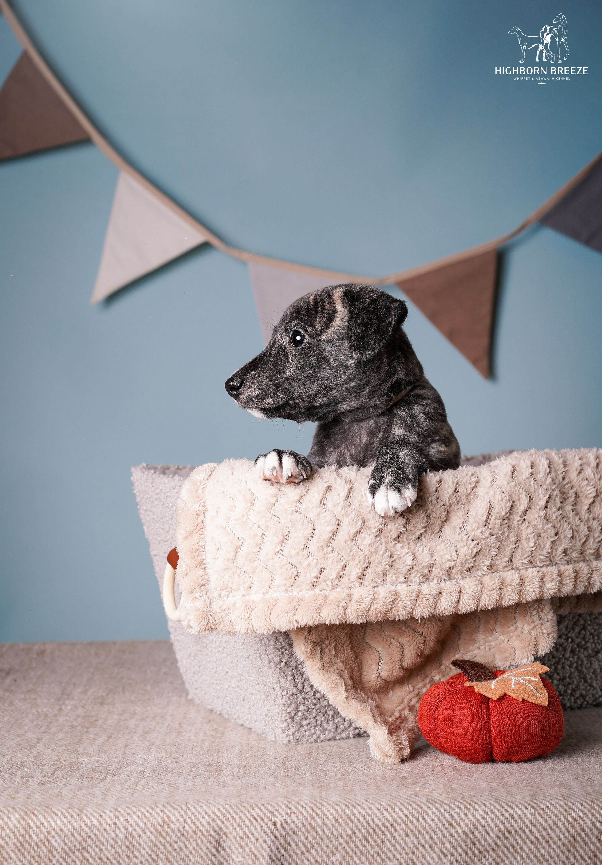 Щенки уиппета. Фотограф-анималист в Санкт-Петербурге Яна Мартынова