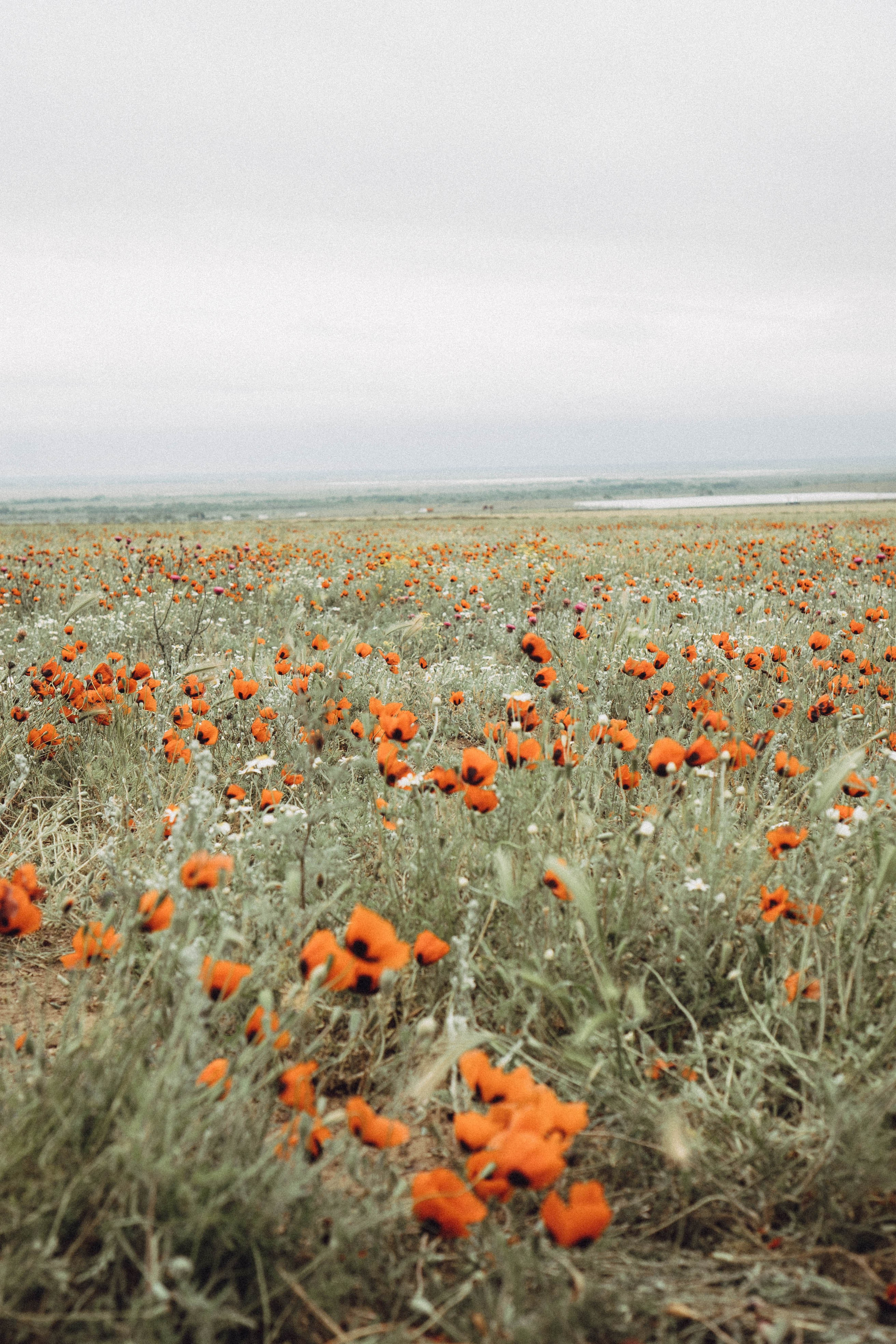 Кавказ. Профессиональный фотограф, Санкт-Петербург — Виктория Богомолова