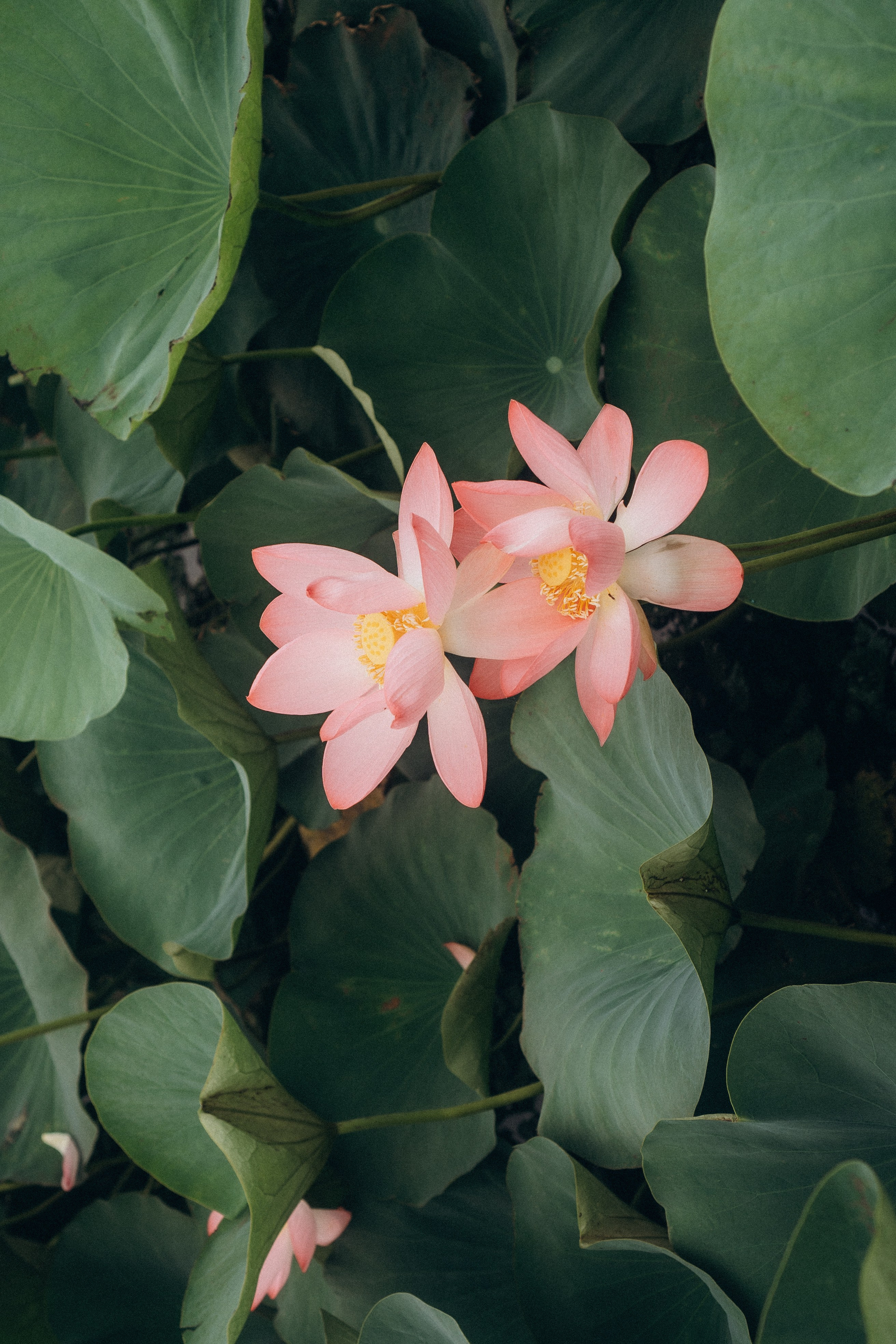 ЛОТОСОВАЯ ПОЛЯНА. Профессиональный фотограф, Санкт-Петербург — Виктория Богомолова