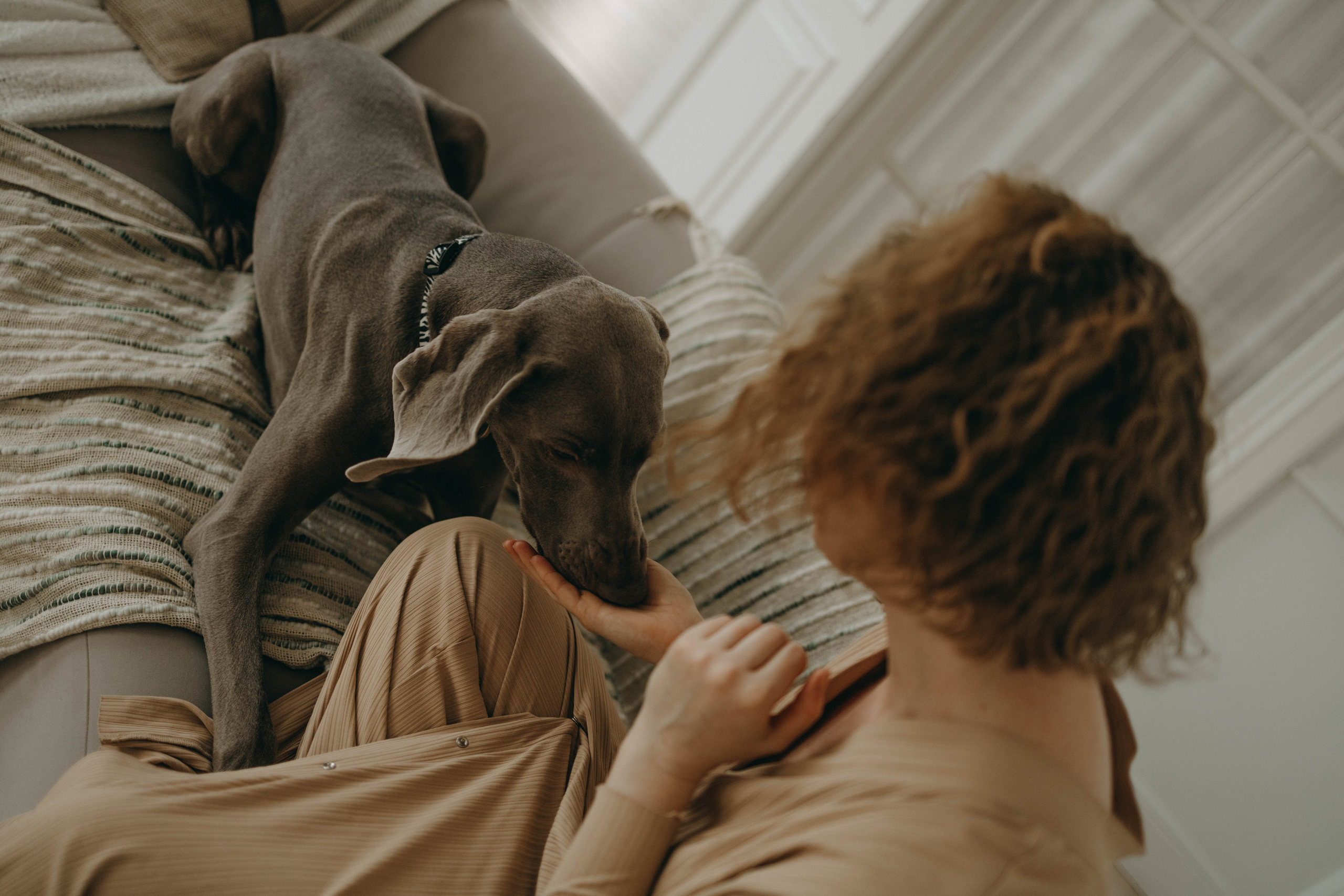 Фотосессия в студии с собакой. Фотограф-анималист в Екатеринбурге | Кристина