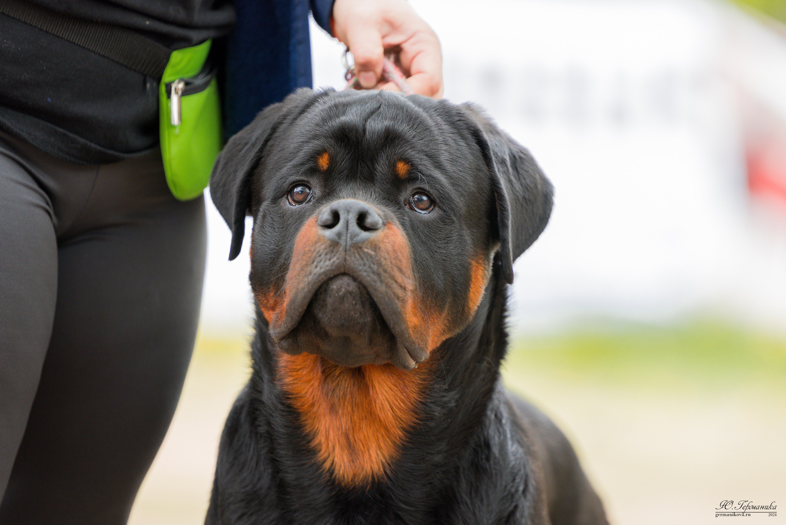 Саратов 2 х моно ротвейлеров 28-29.04.2024. Фотограф-анималист Юлия Германика