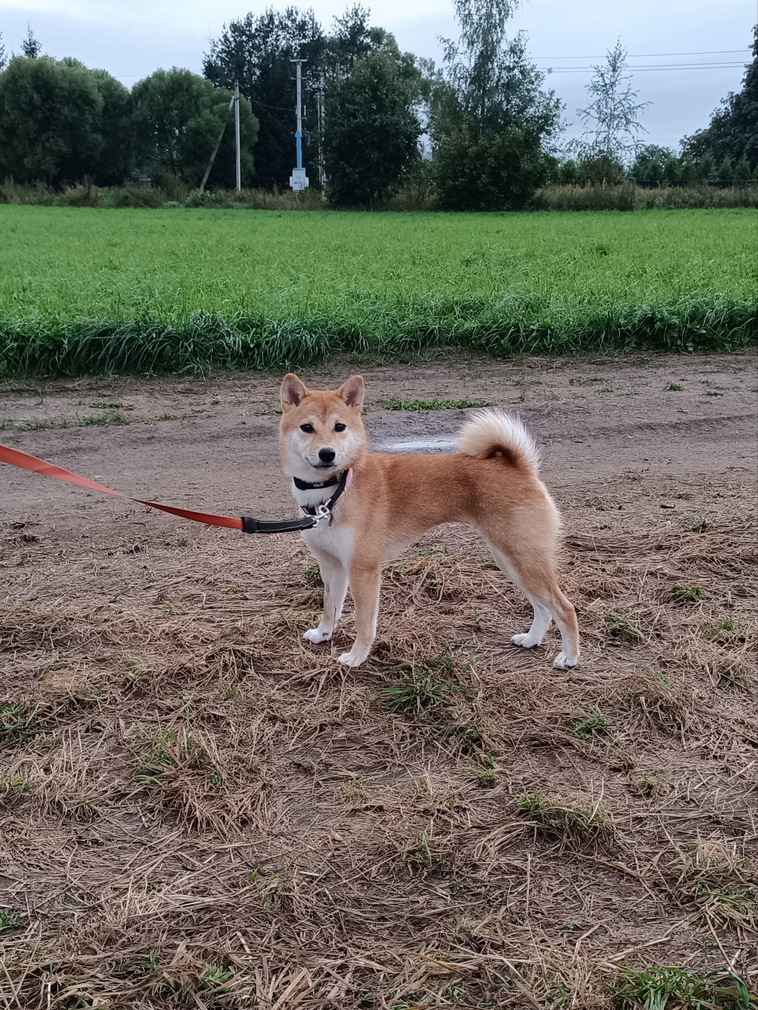 Сиба Rubylight Yuta питомник Рубилайт 