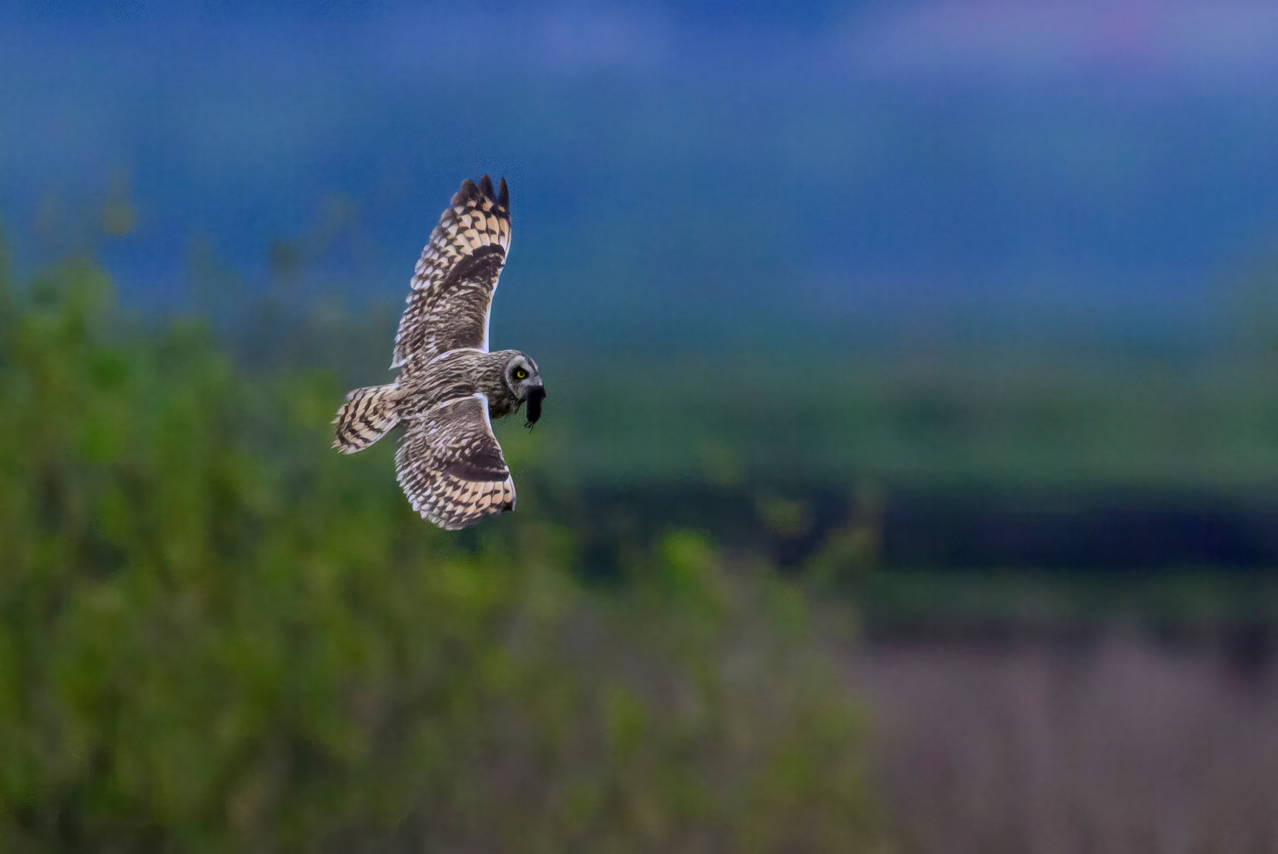 Охота болотных сов. Wildlife photography by Sergey Puponin