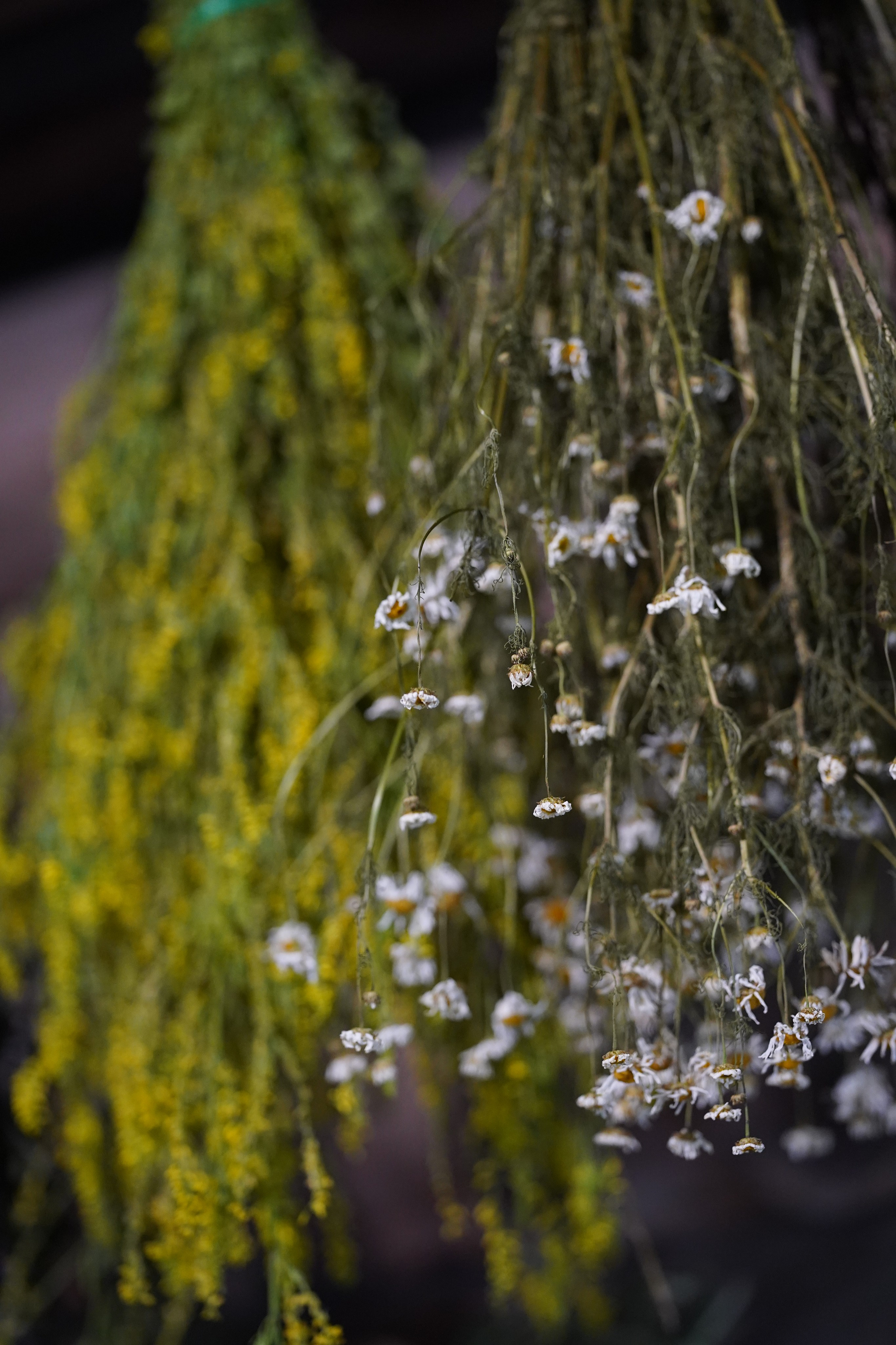 Суздаль Пейзаж. Фотограф в Москве Мария ~Zagagul~