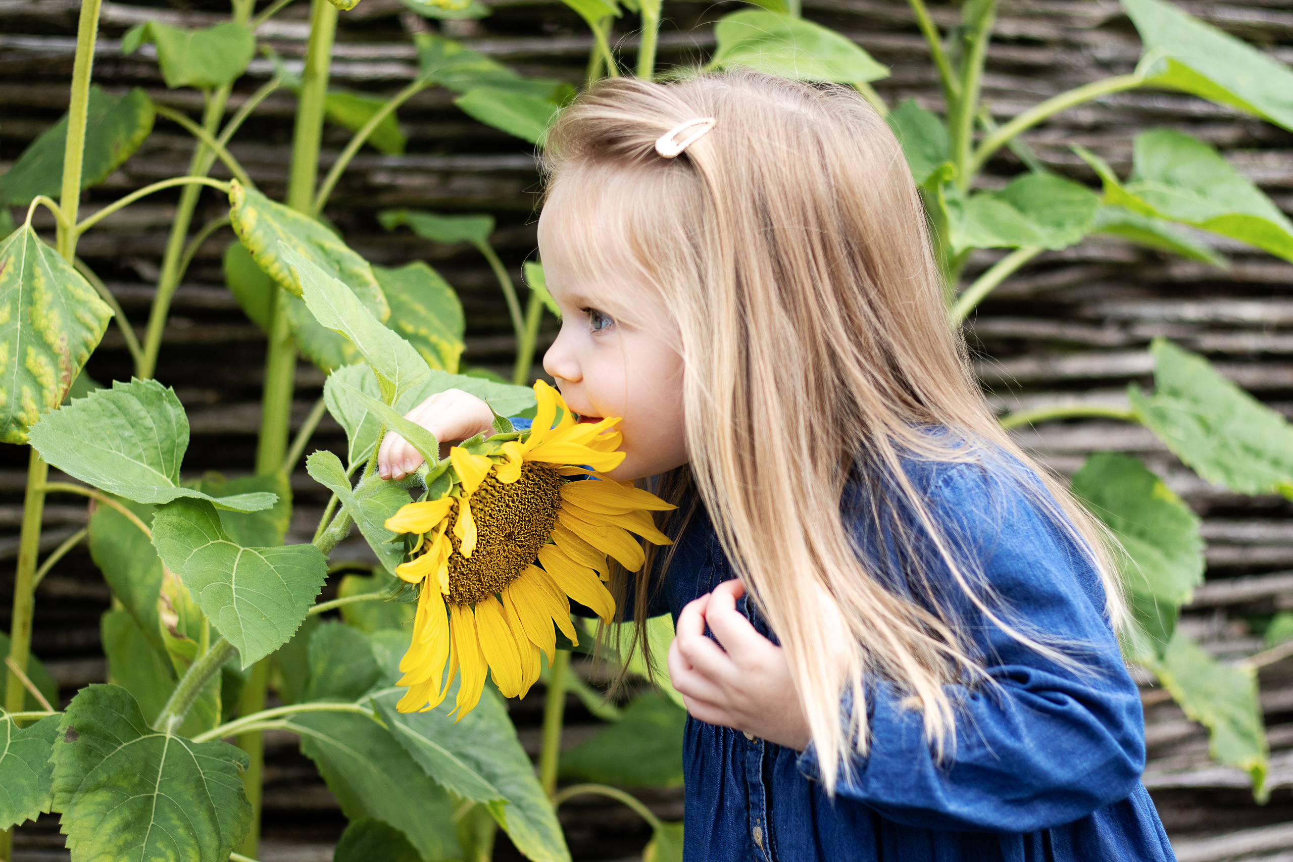 Sunflower vibes. Family, Children and Business photographer in Belgium