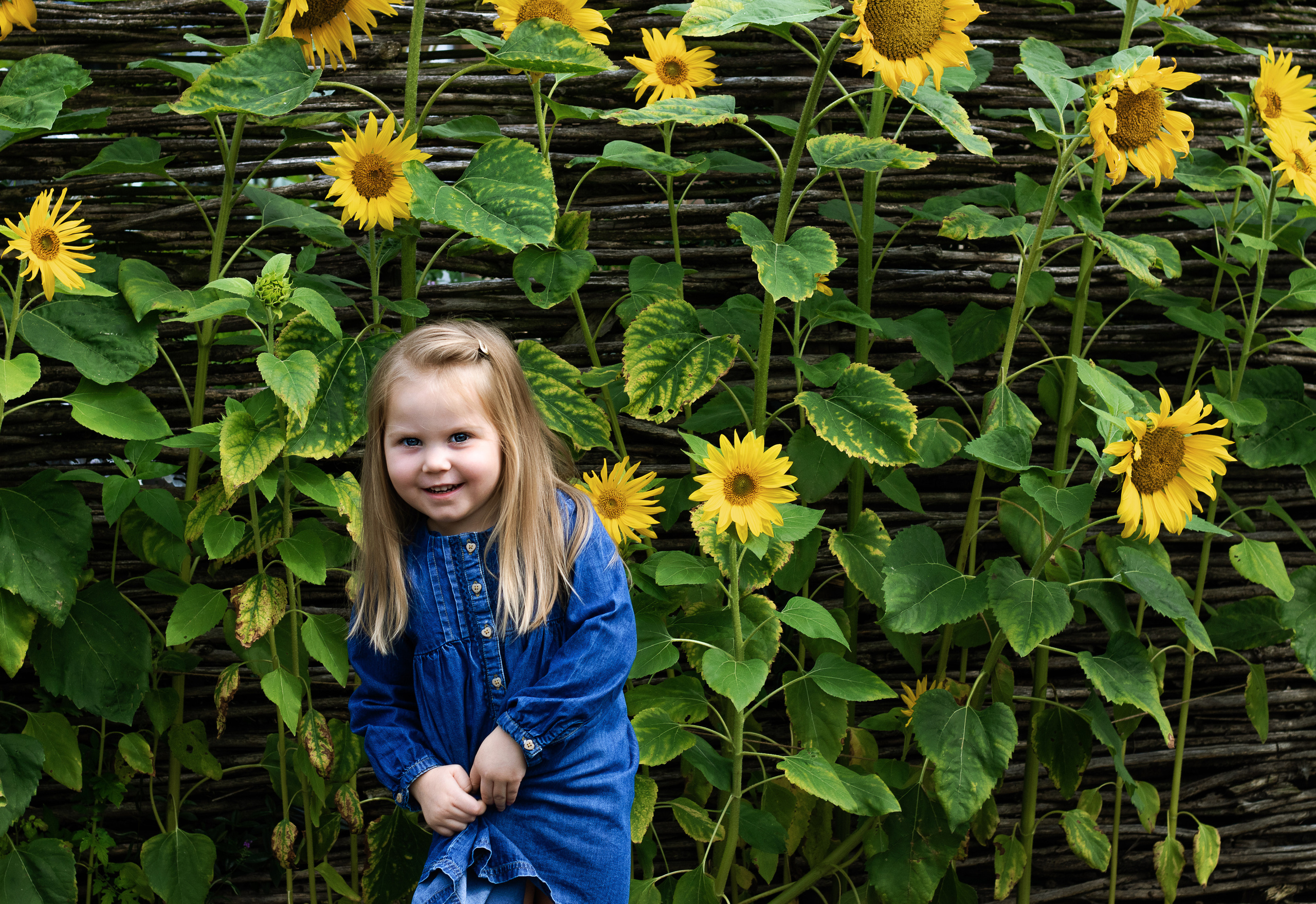 Sunflower vibes. Family, Children and Business photographer in Belgium