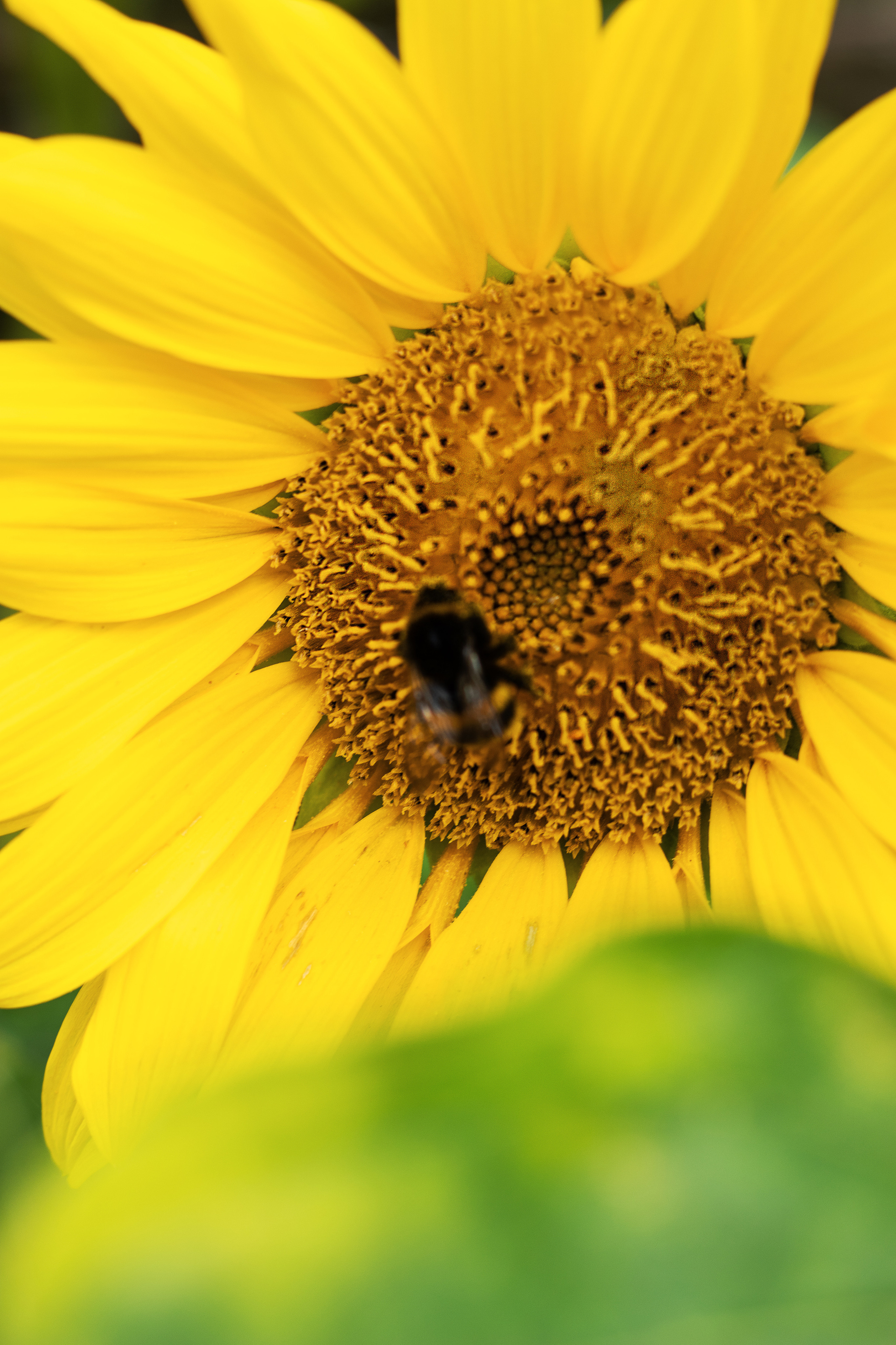 Sunflower vibes. Family, Children and Business photographer in Belgium
