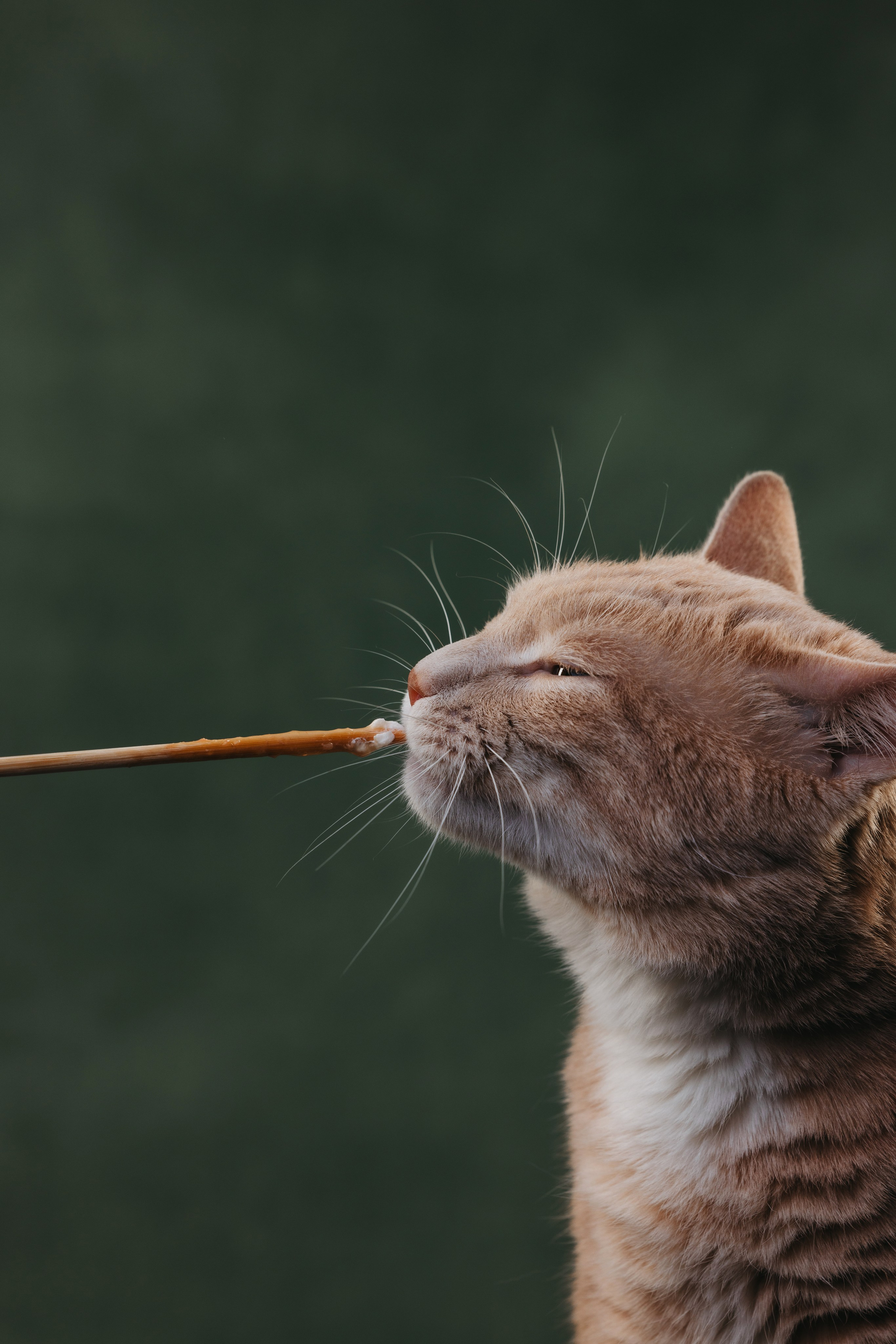 Коты Сет и Квентин. Фотограф анималист Осипчикова Мария