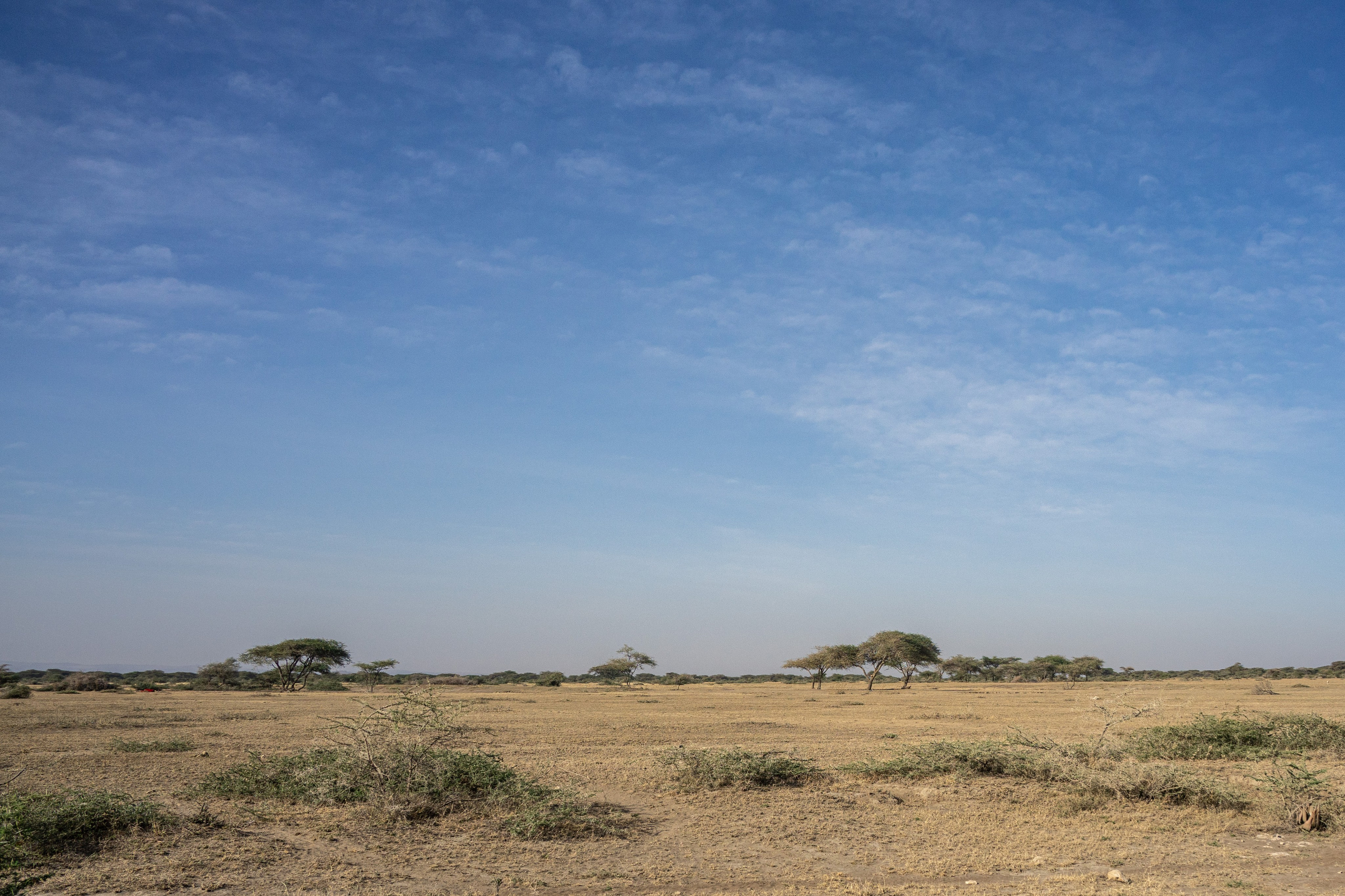 Танзания, сафари, 2025. Творческие сьемки