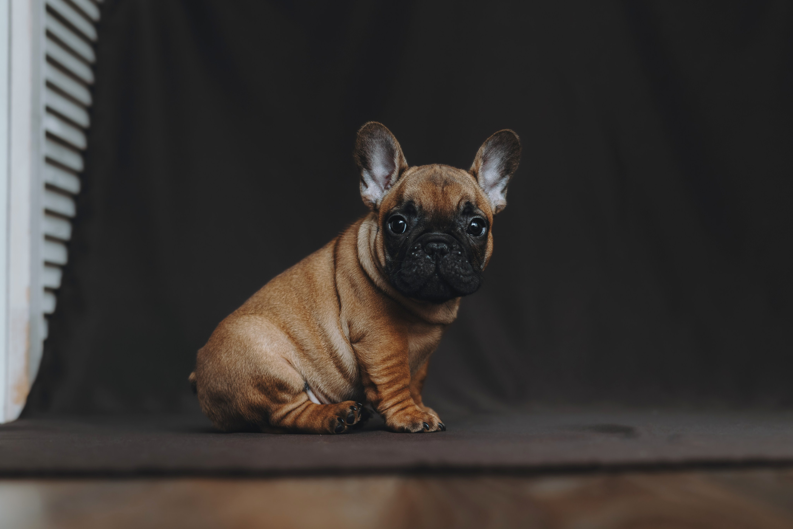 Щеночки. Фотограф — анималист Владивосток, Алина